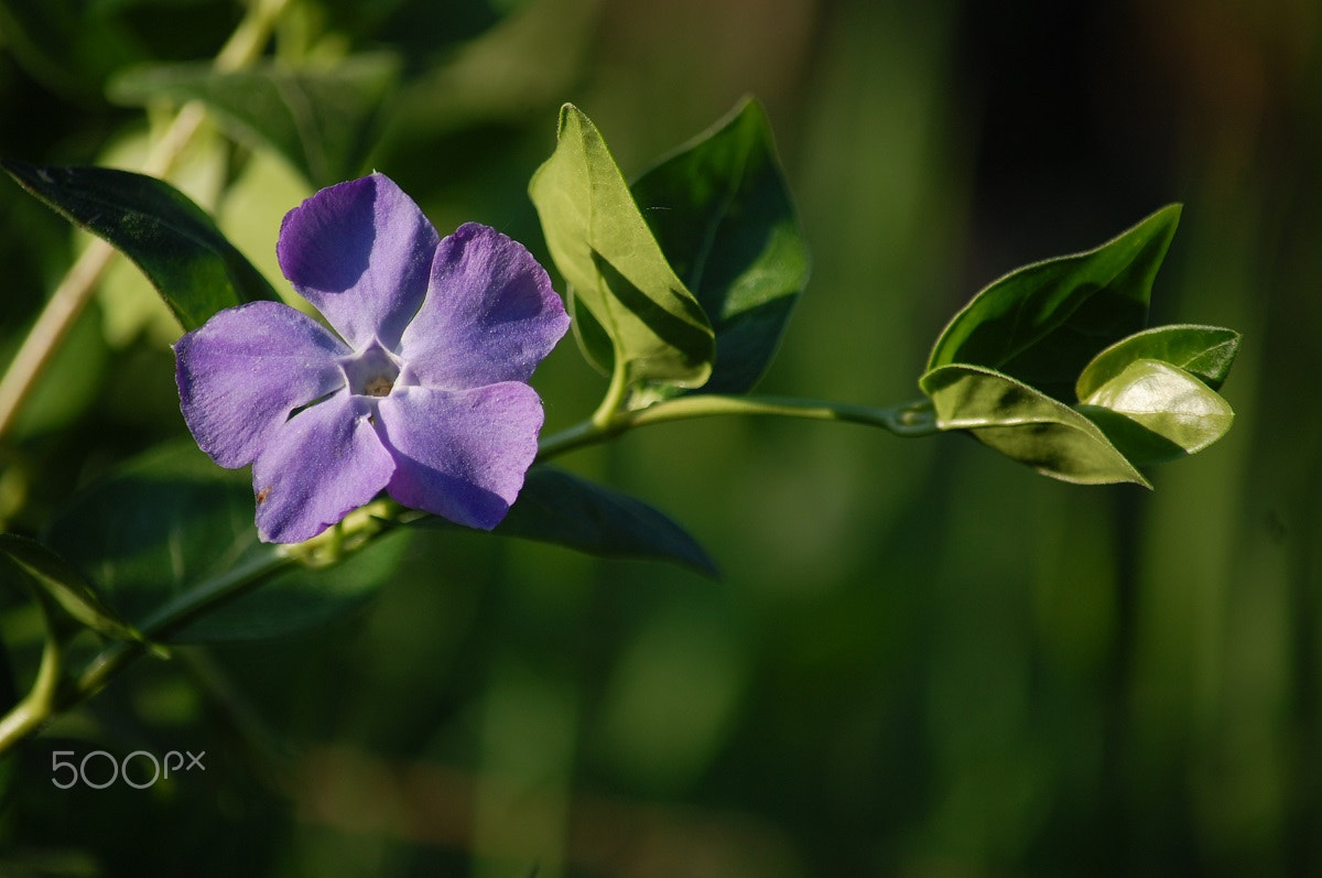 Nikon D40 sample photo. The colour purple photography