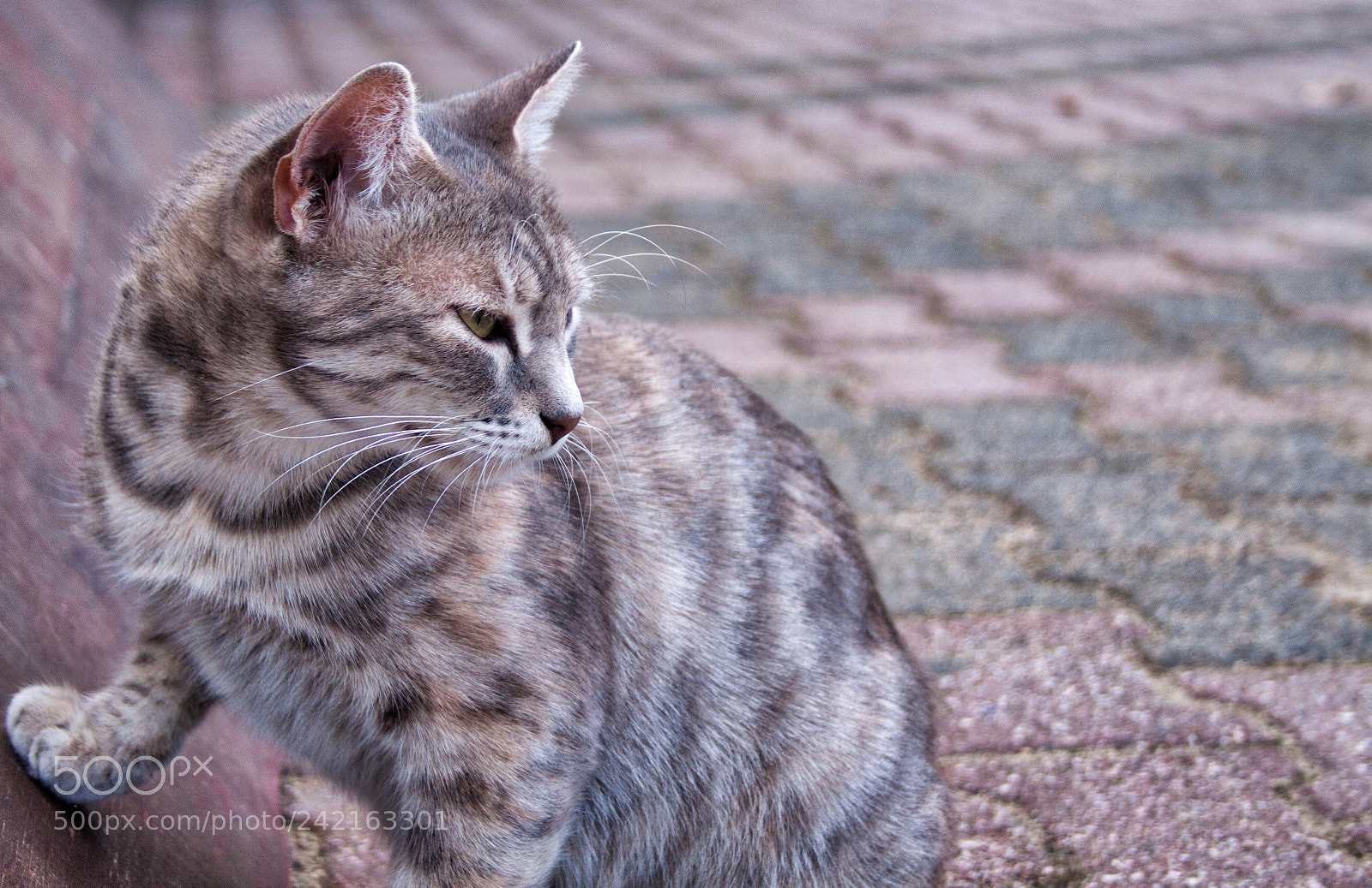 Canon EOS 50D sample photo. Serious cat photography