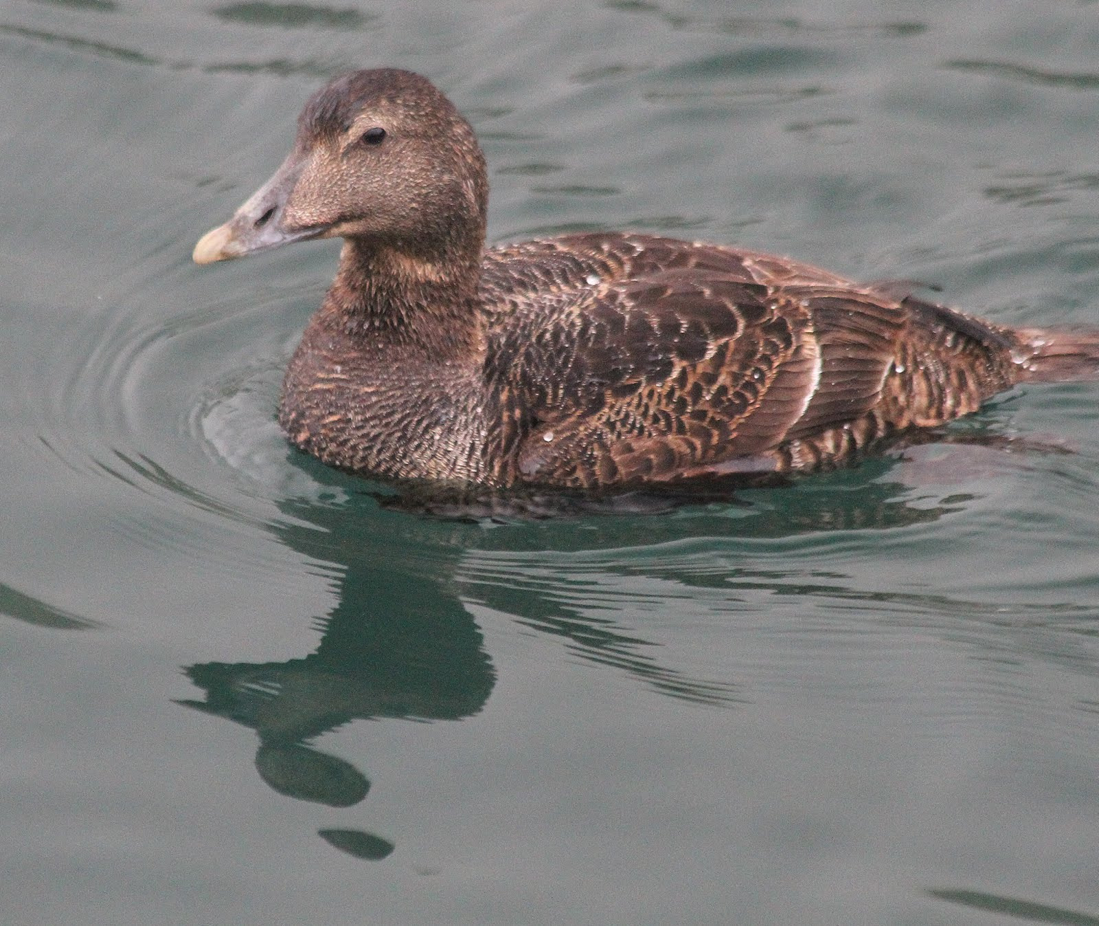 Canon EF 70-300mm F4-5.6 IS USM sample photo. Eidereend photography