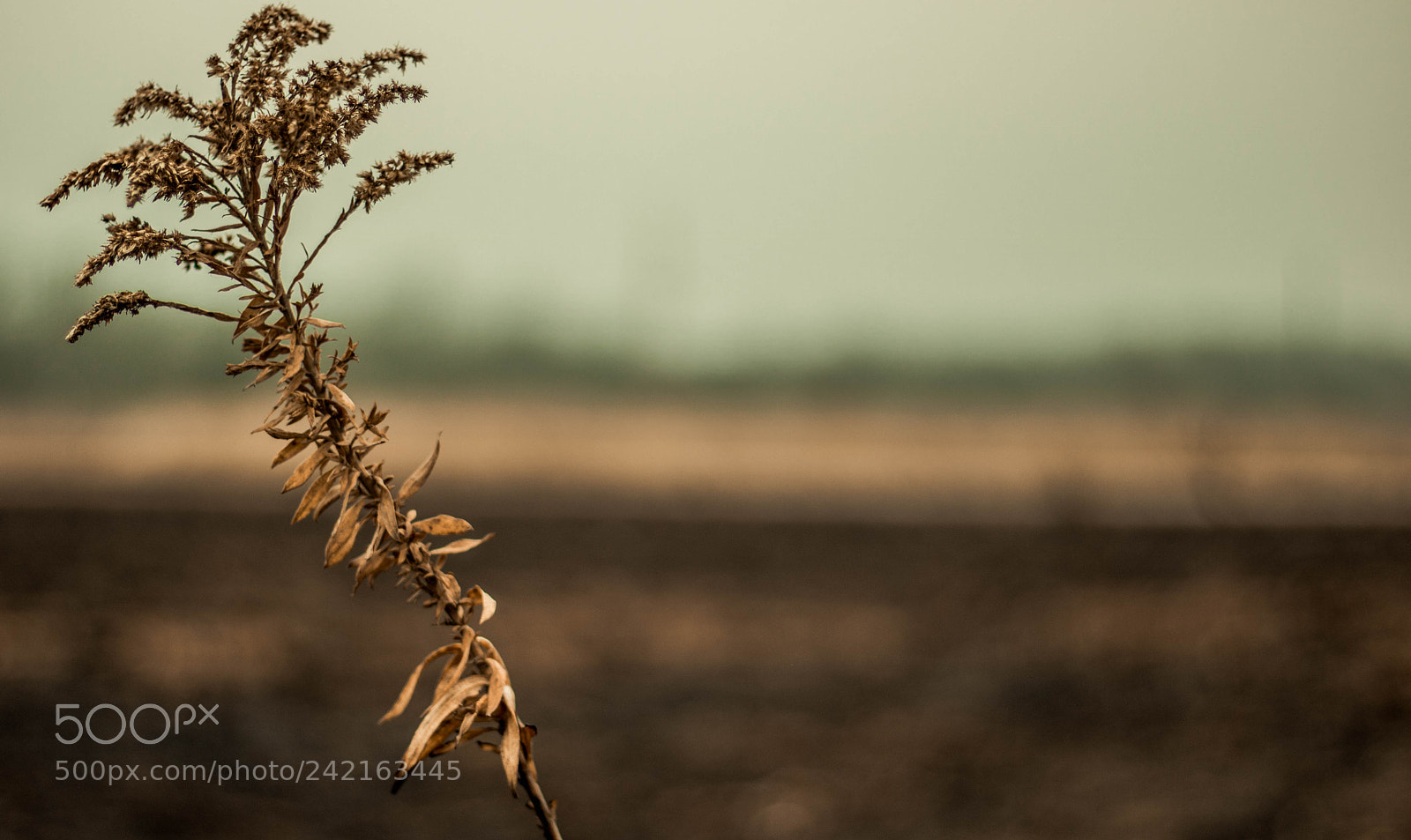 Canon EOS 750D (EOS Rebel T6i / EOS Kiss X8i) sample photo. Lone survivor photography