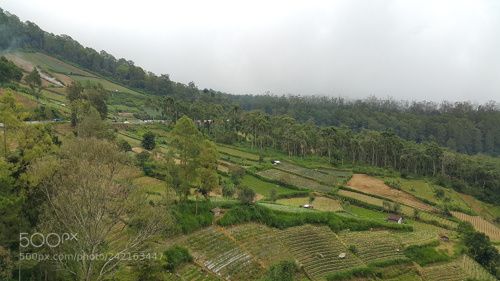Samsung Galaxy Note4 sample photo. Berkabut, mojosemi photography