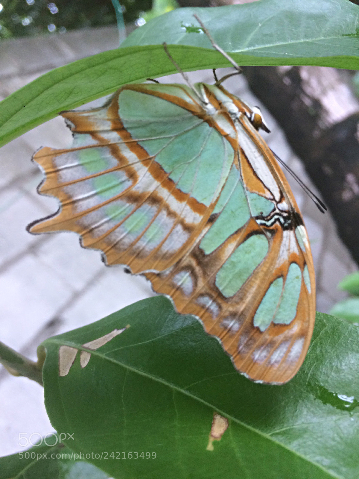 Apple iPhone 5s sample photo. Mariposa ! de color verde✨☘️ photography
