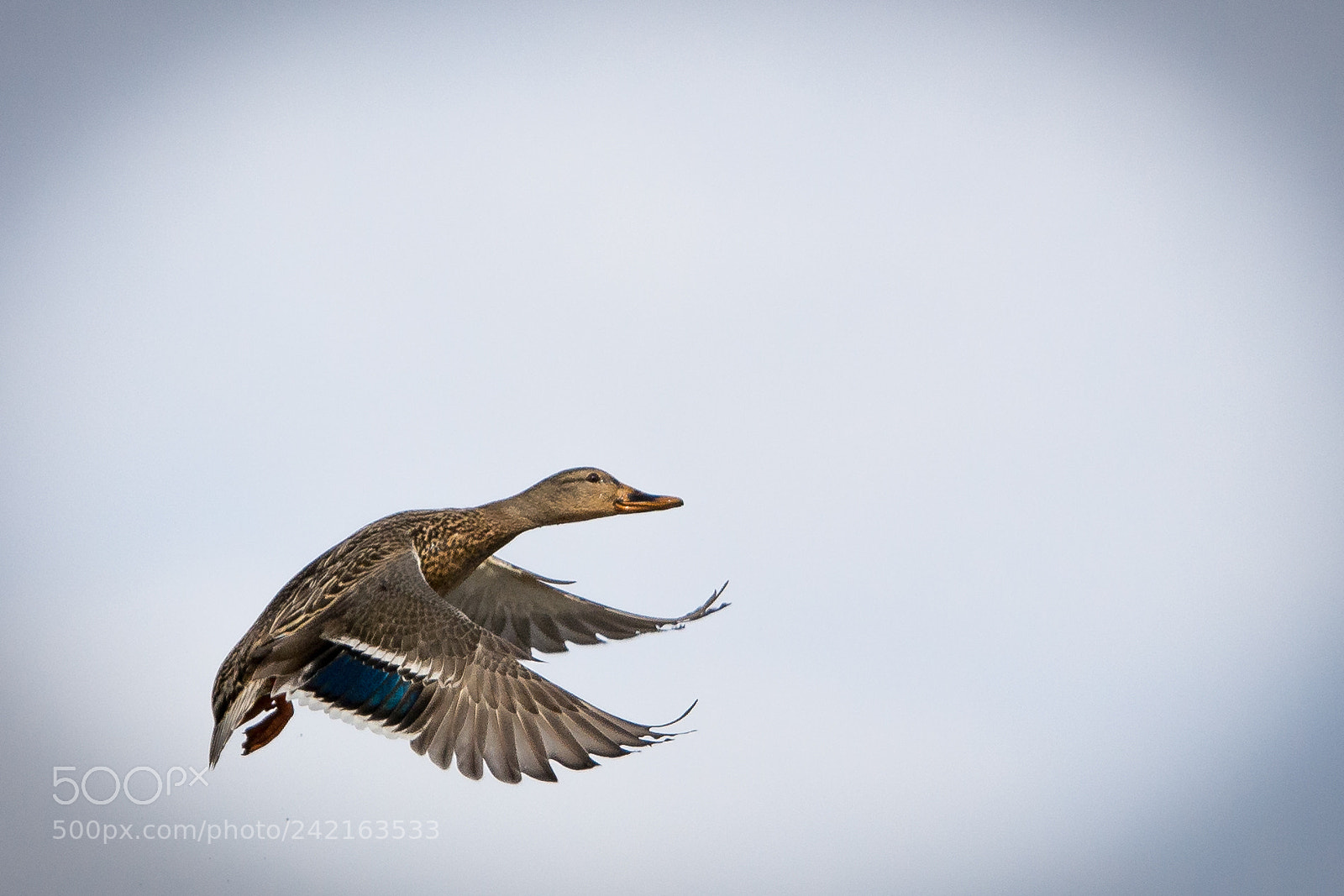 Nikon D7100 sample photo. Fly by photography