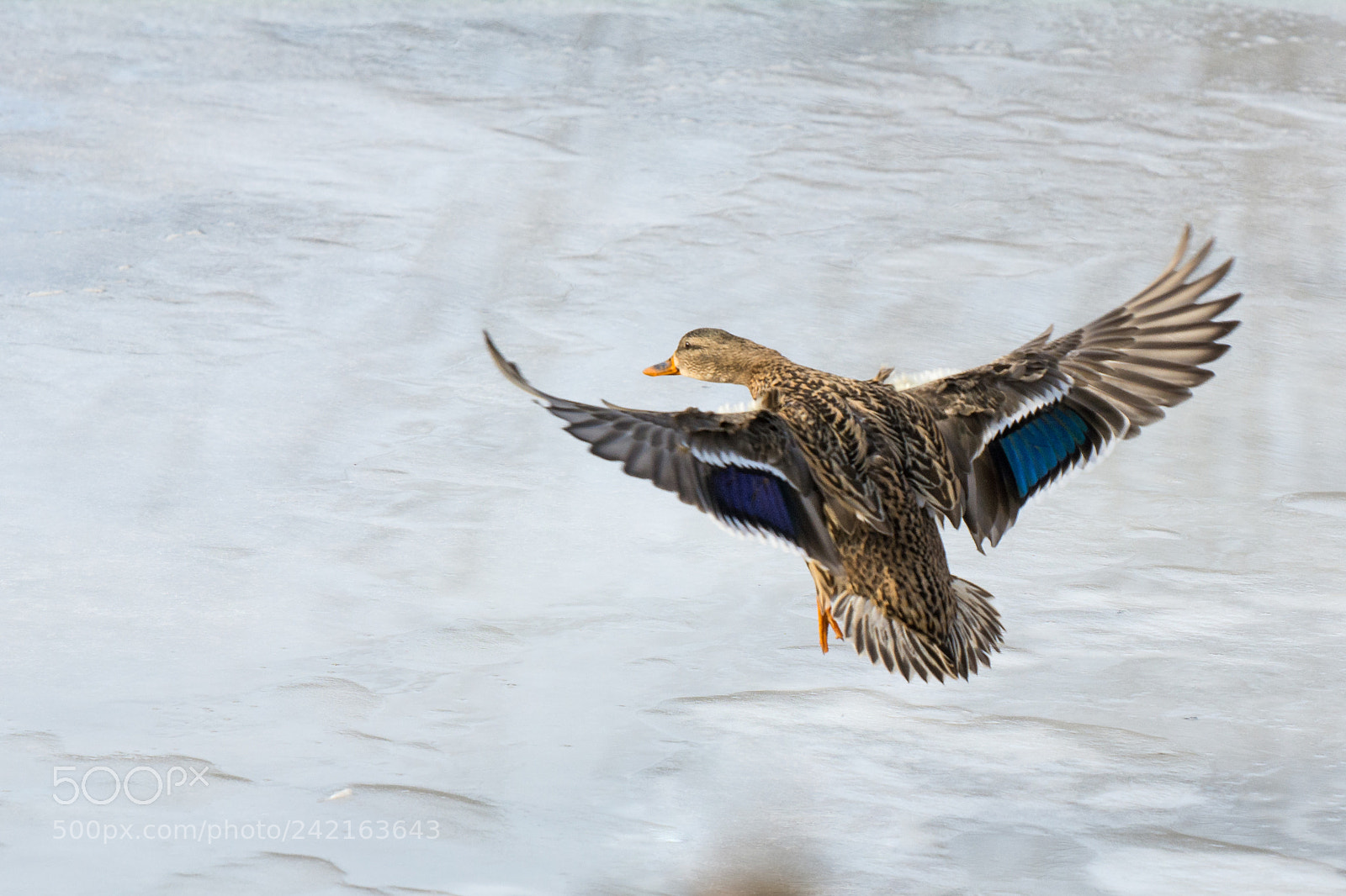 Nikon D7100 sample photo. Ice landing photography