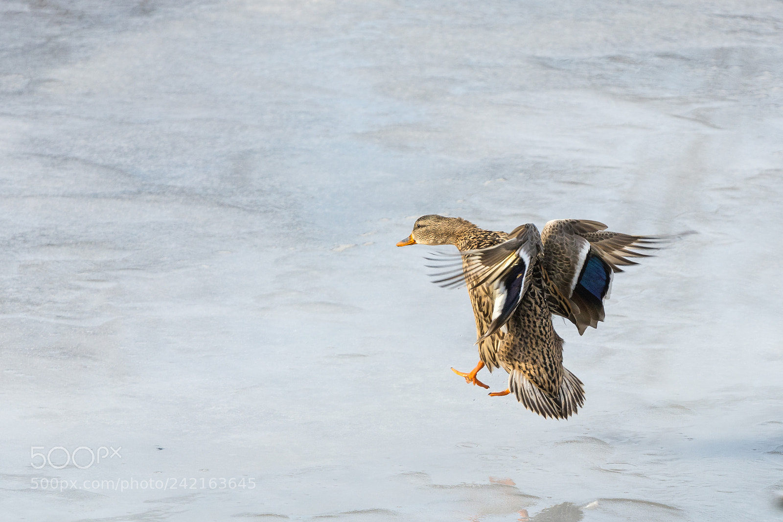 Nikon D7100 sample photo. Ice landing photography