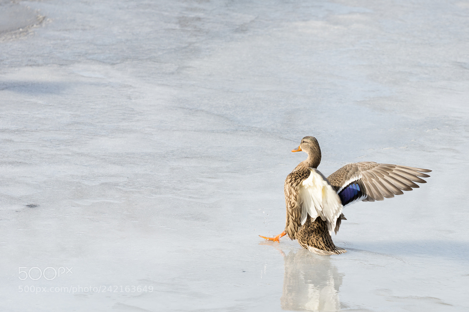 Nikon D7100 sample photo. Ice landing photography