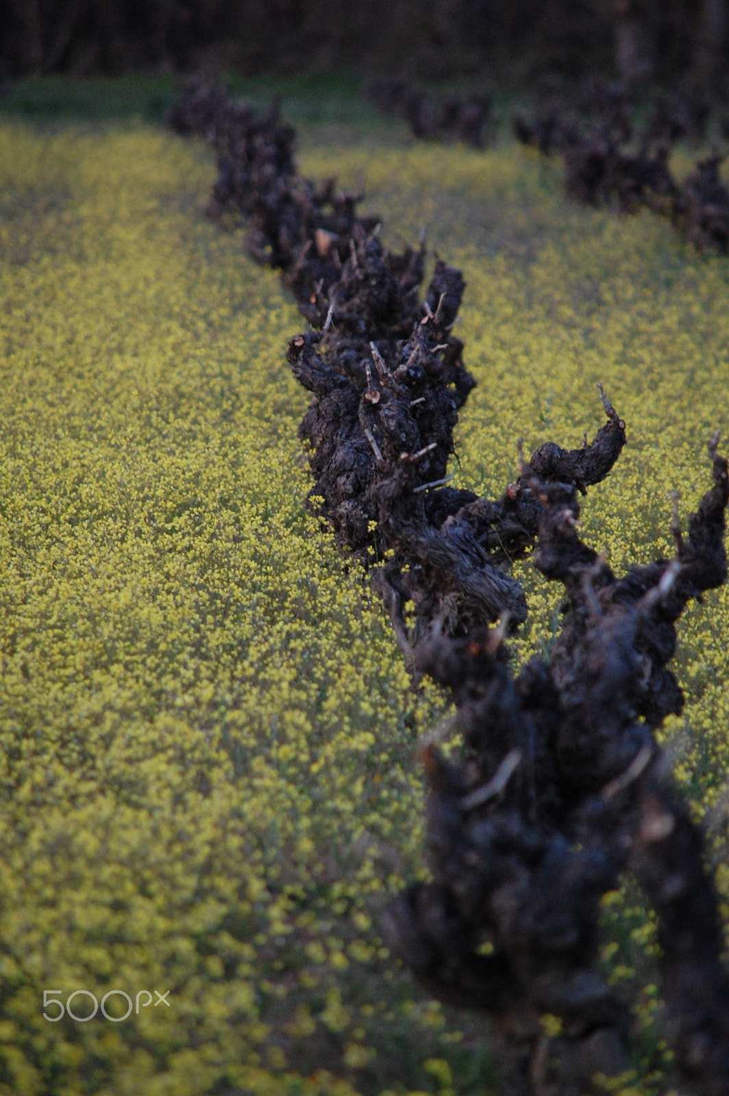Nikon D40 sample photo. The grapevine photography