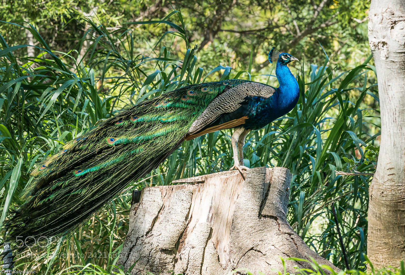 Sony a9 sample photo. Peacock’s pose photography