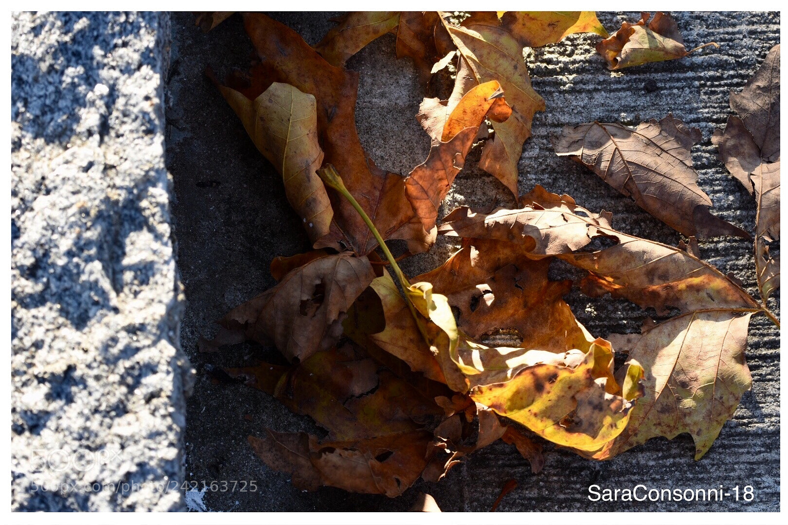 Nikon D7200 sample photo. Foglie secche photography