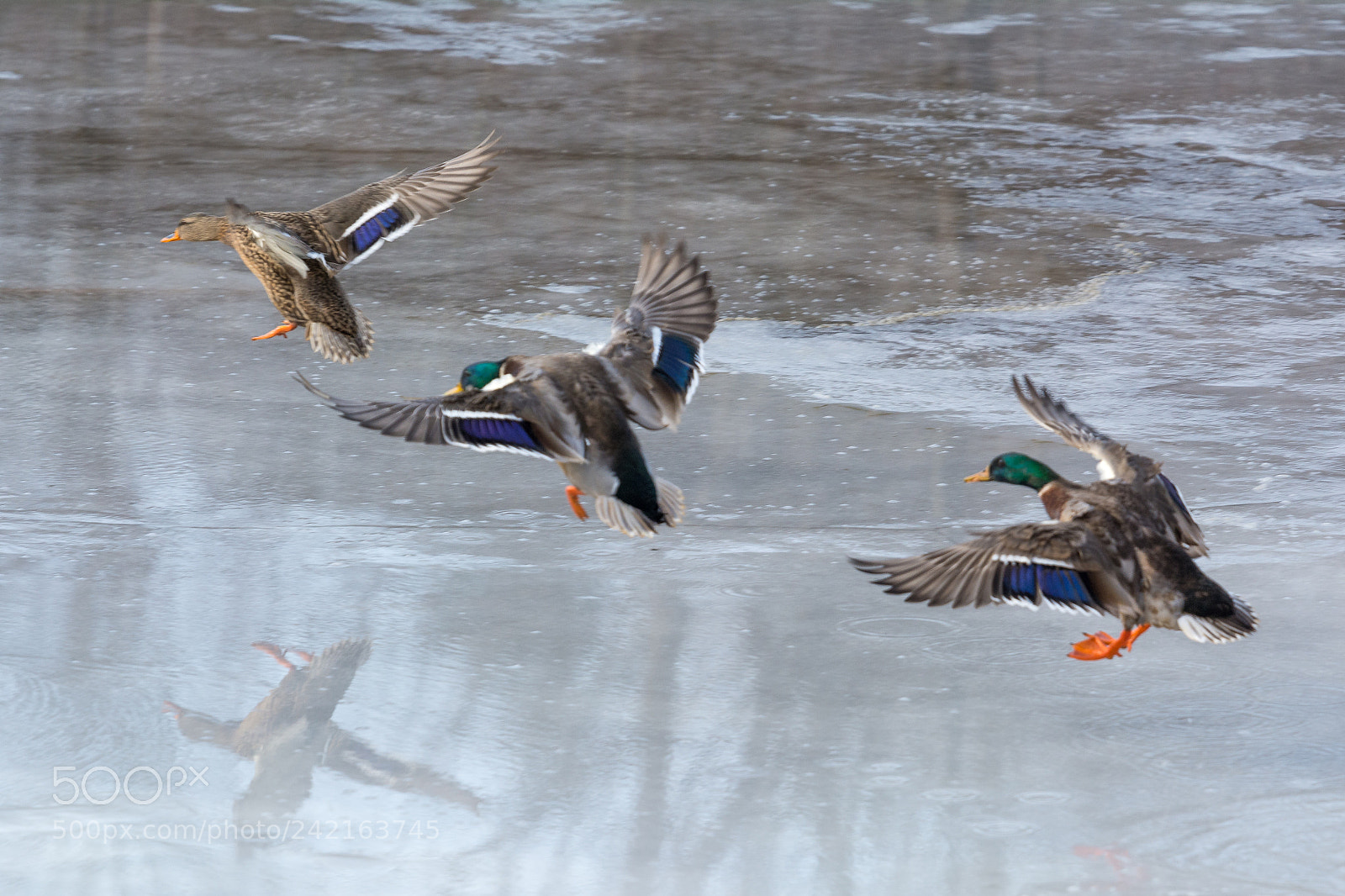 Nikon D7100 sample photo. Landing on ice photography