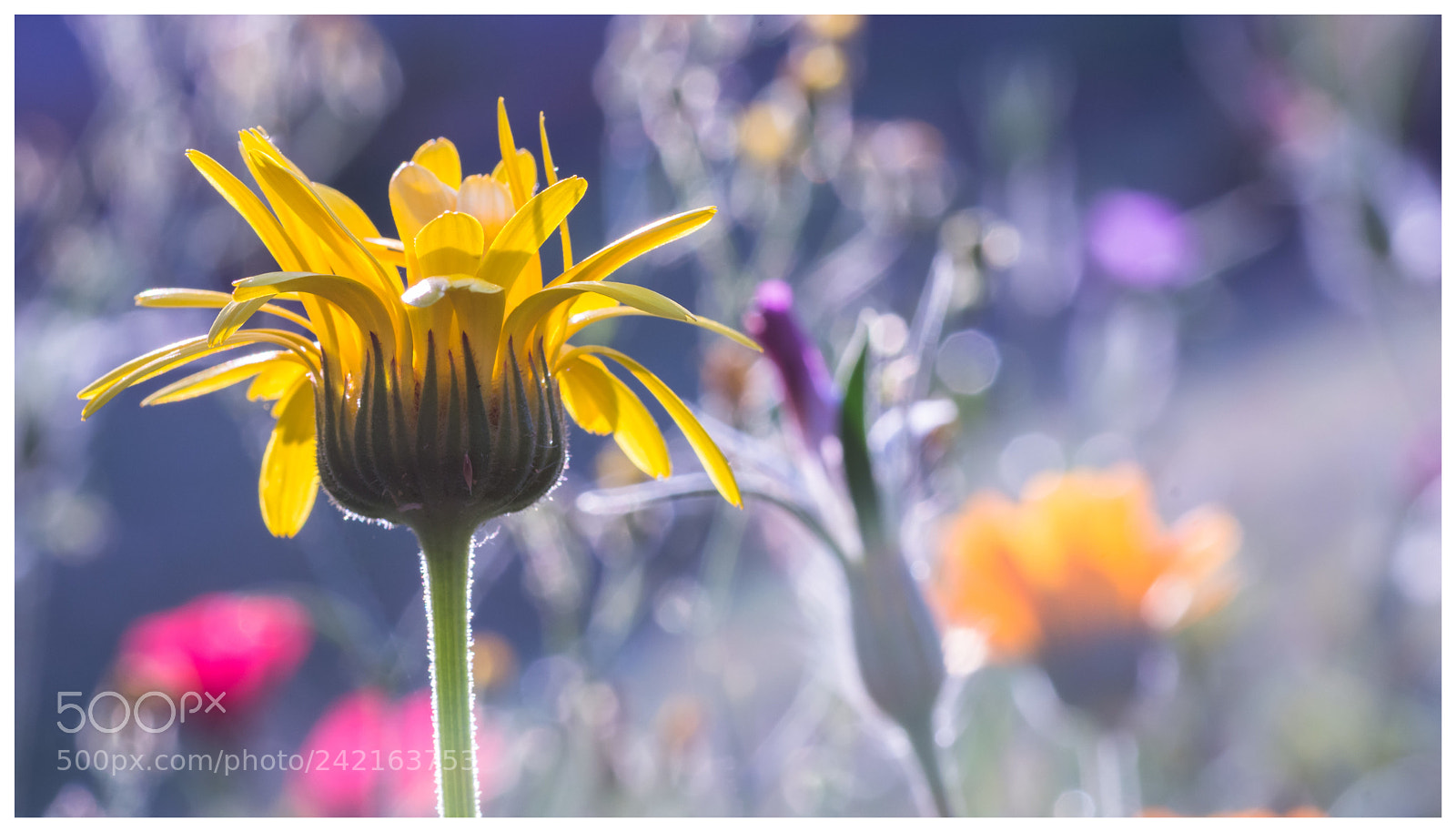 Nikon D7100 sample photo. Think about it photography
