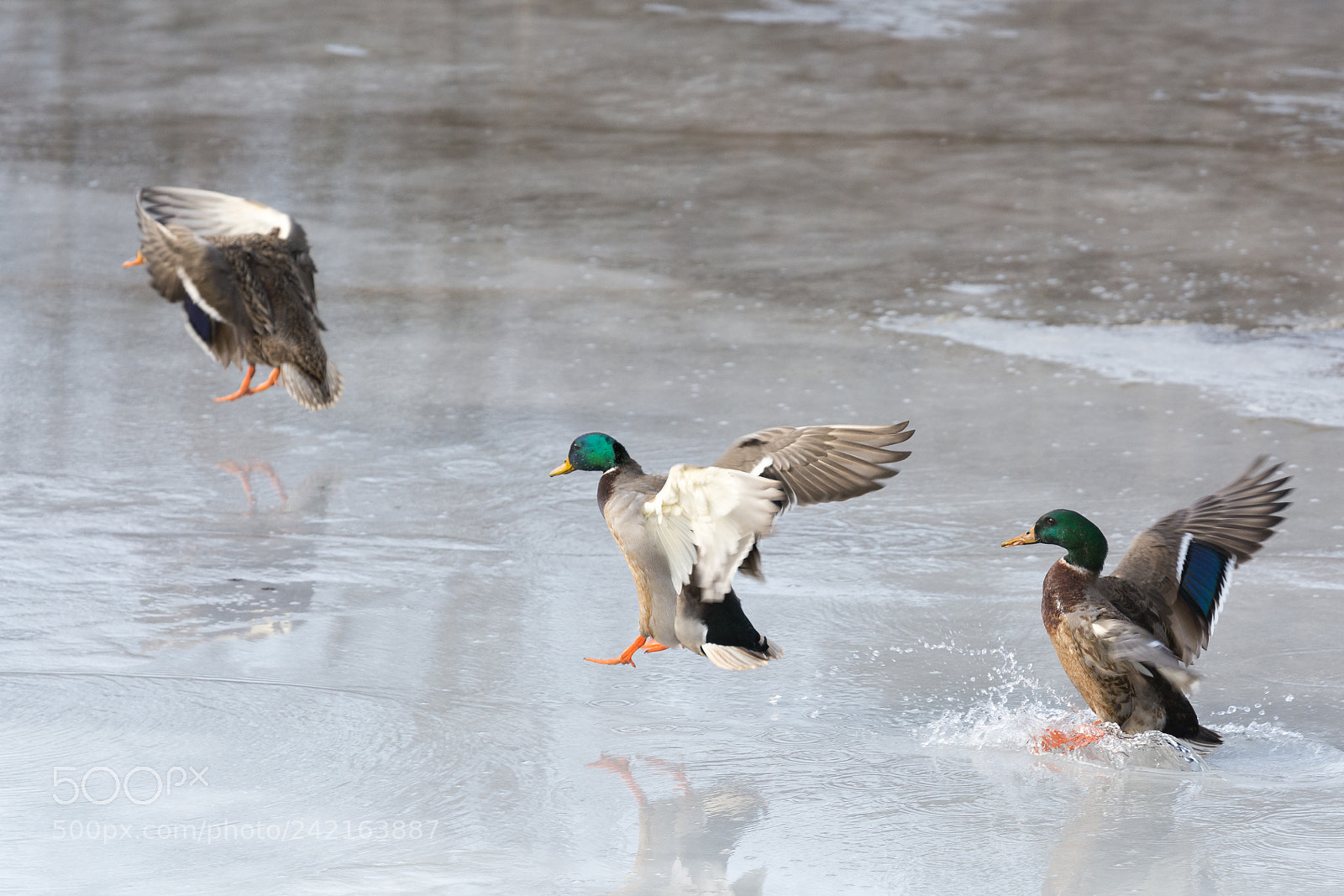 Nikon D7100 sample photo. Splashdown photography