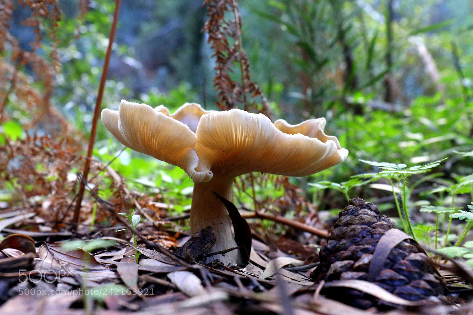 Canon EF 24-70mm F4L IS USM sample photo. In wild photography