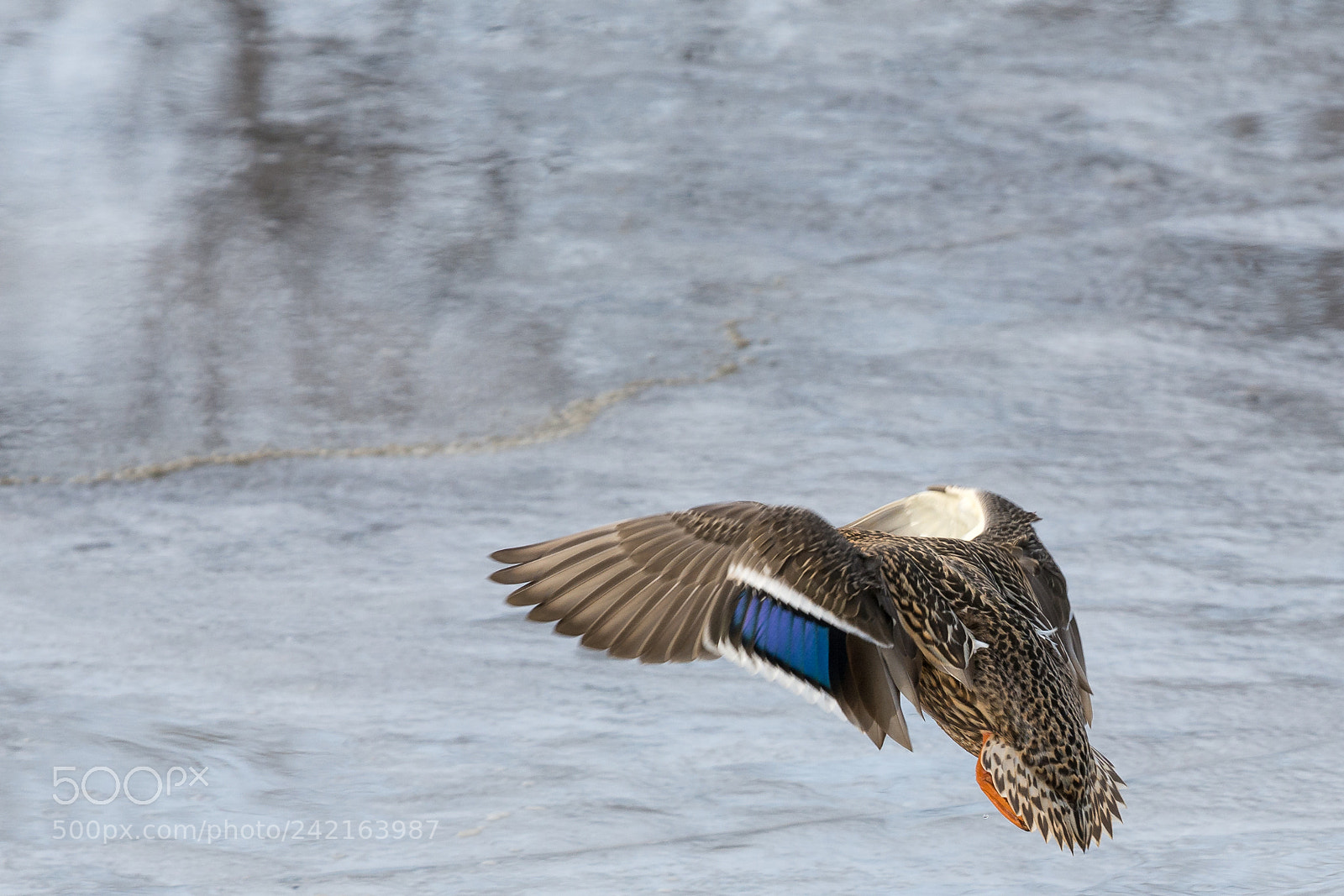 Nikon D7100 sample photo. Headless duck photography