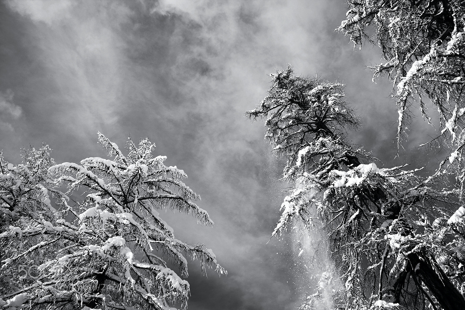 Canon EOS 1200D (EOS Rebel T5 / EOS Kiss X70 / EOS Hi) sample photo. Winterwonderland photography