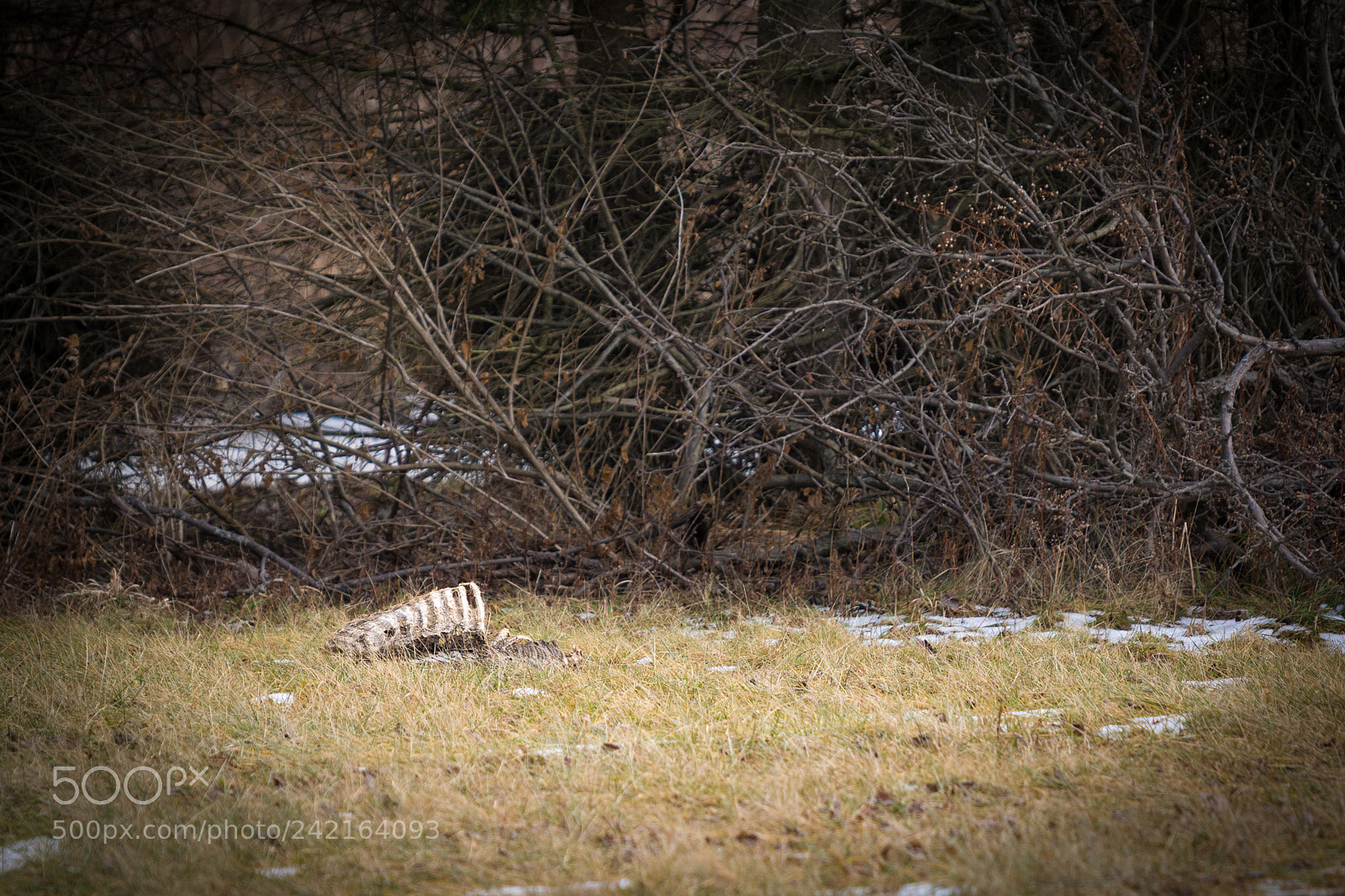 Nikon D7100 sample photo. Winter kill photography