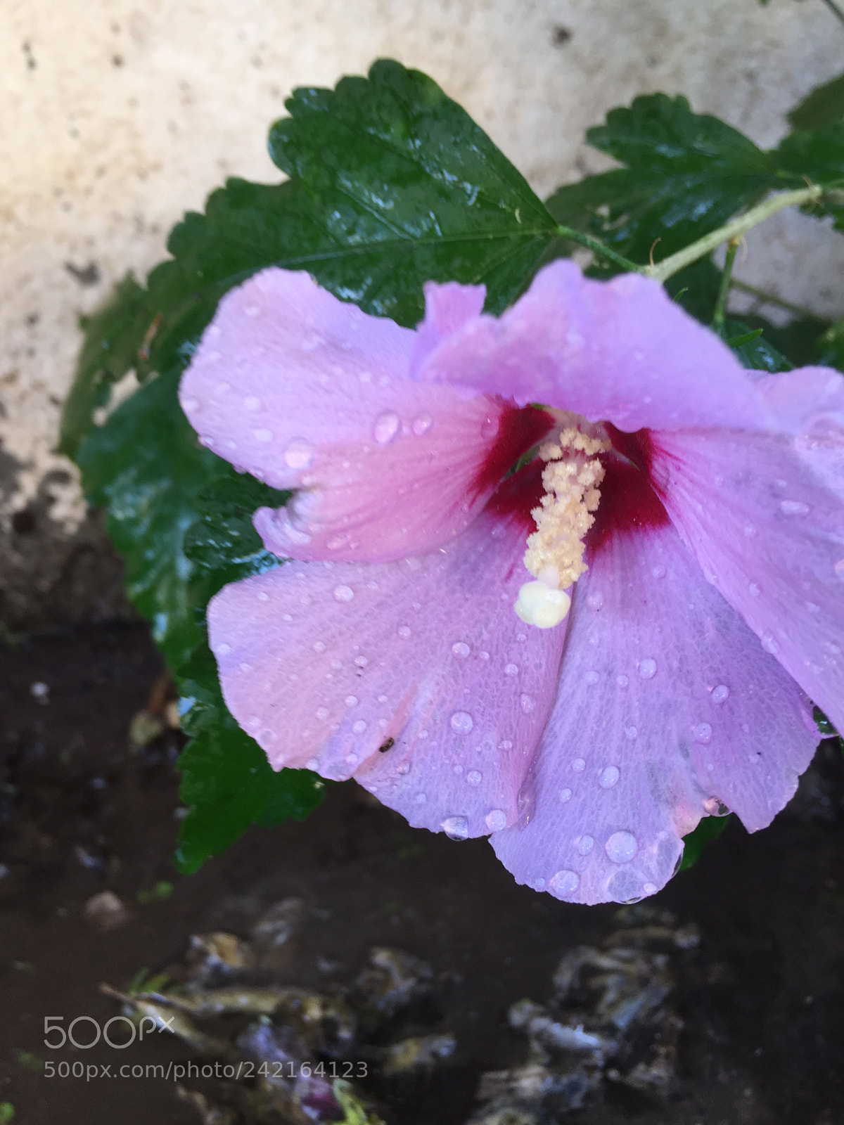 Apple iPhone 6 sample photo. Se potessimo vedere chiaramente photography