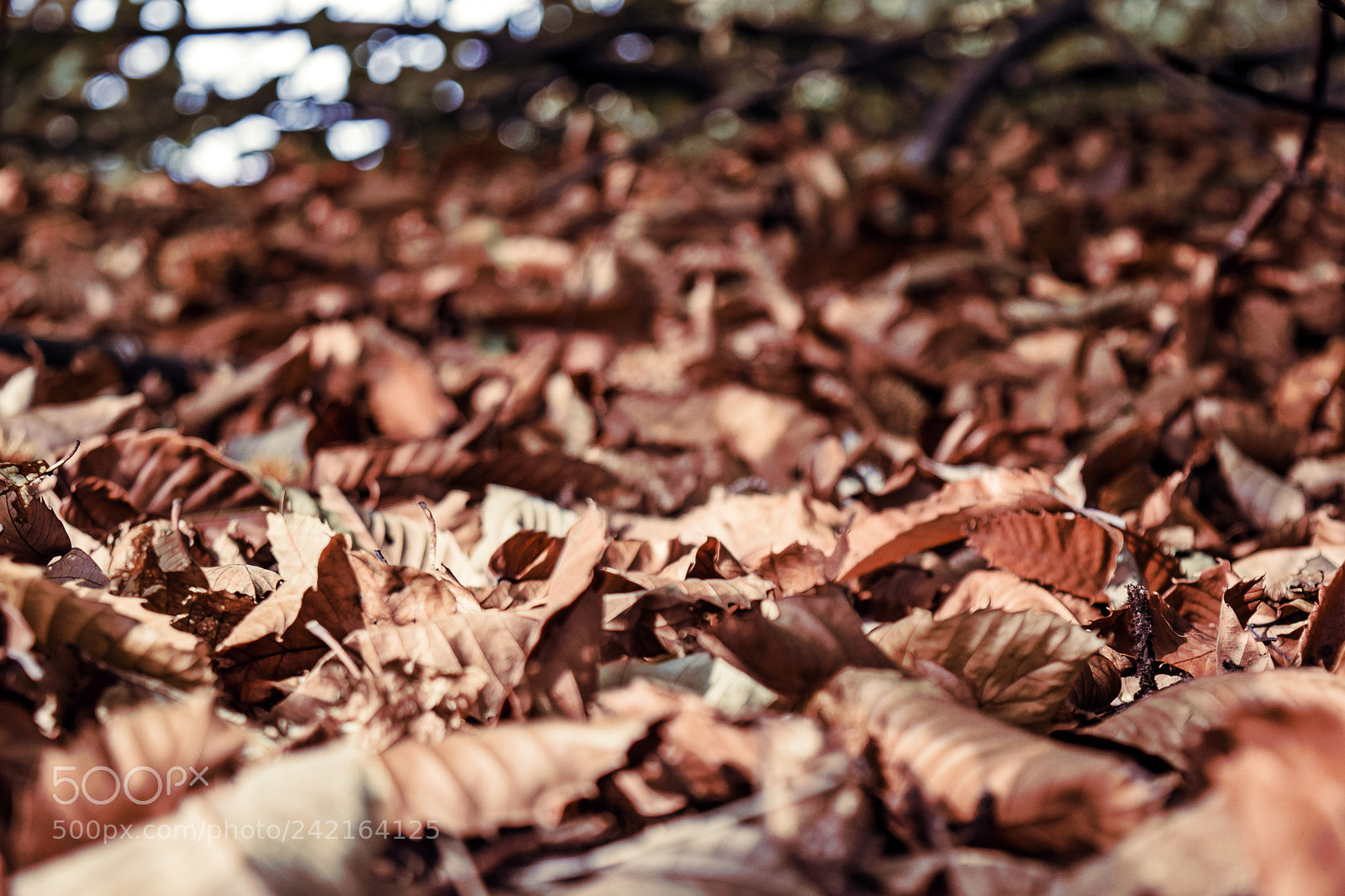 Nikon D5300 sample photo. Autumn leaves fallen photography