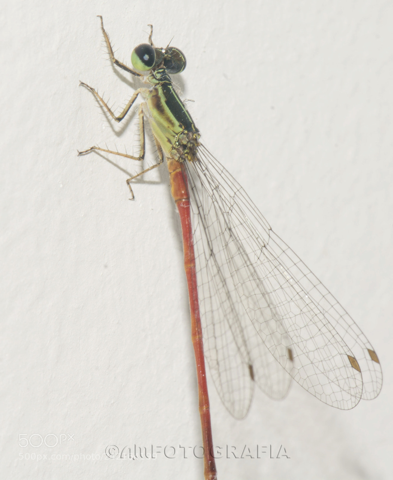 Nikon D7100 sample photo. Baby dragonfly photography