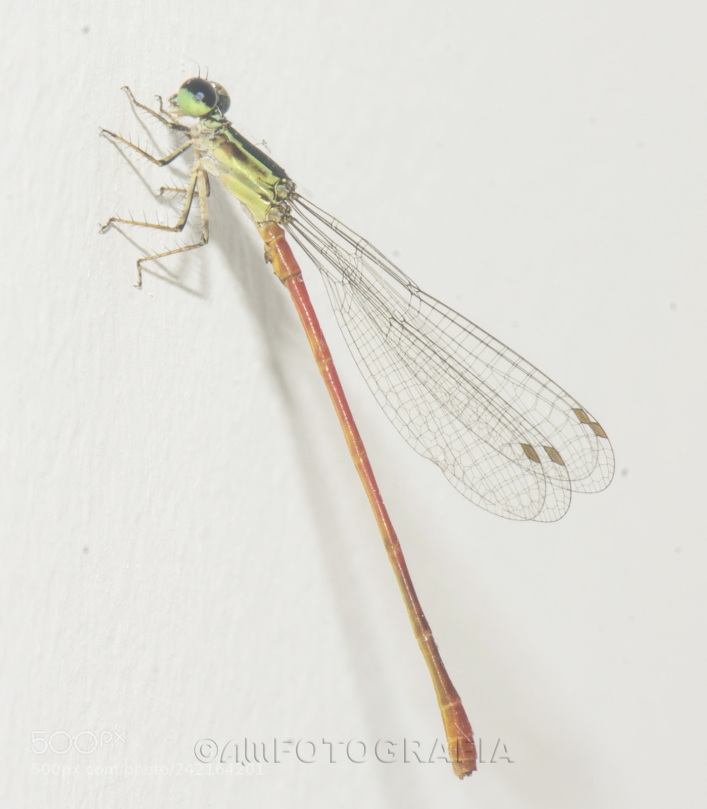 Nikon D7100 sample photo. Baby dragonfly photography