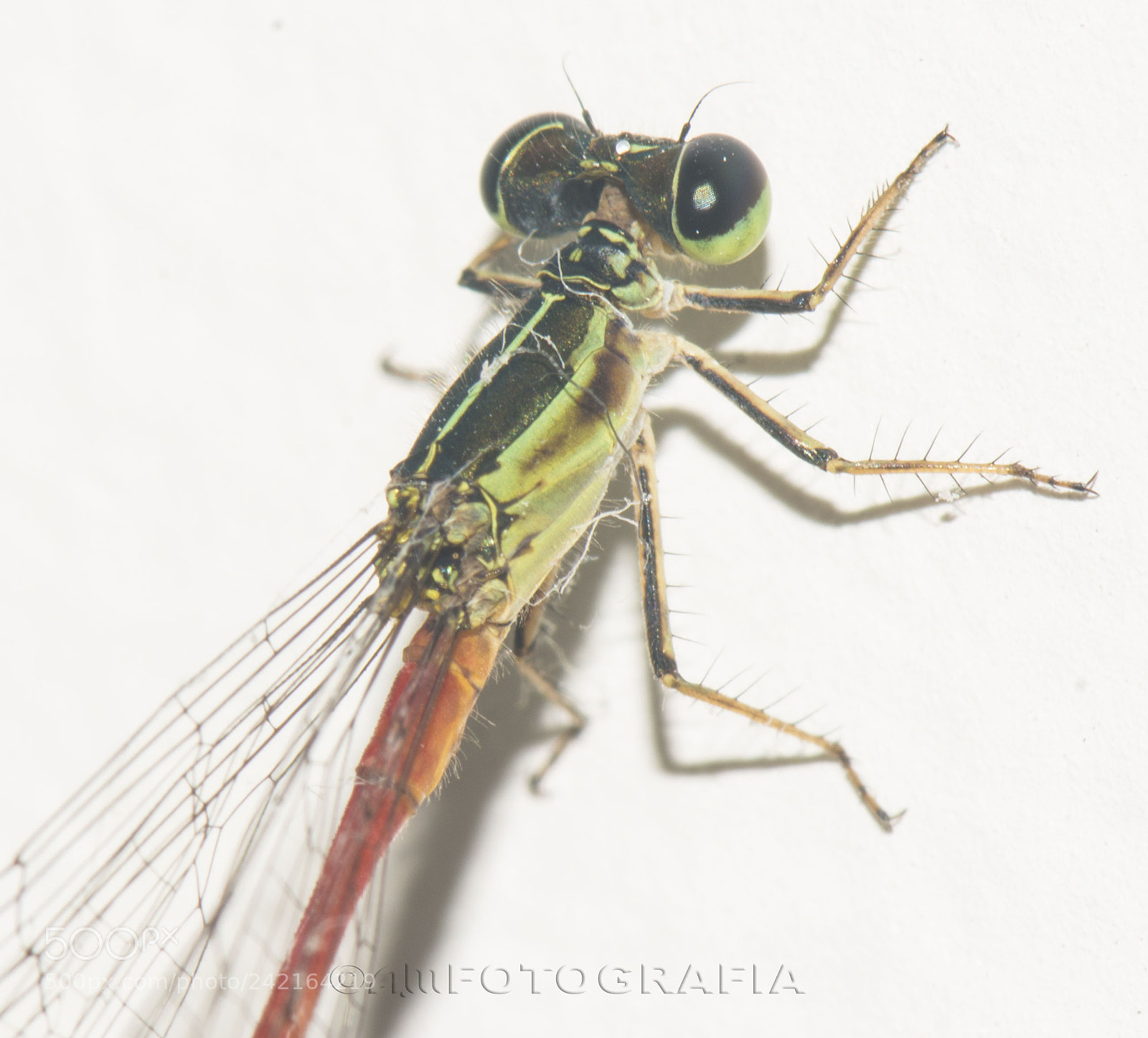 Nikon D7100 sample photo. Baby dragonfly photography