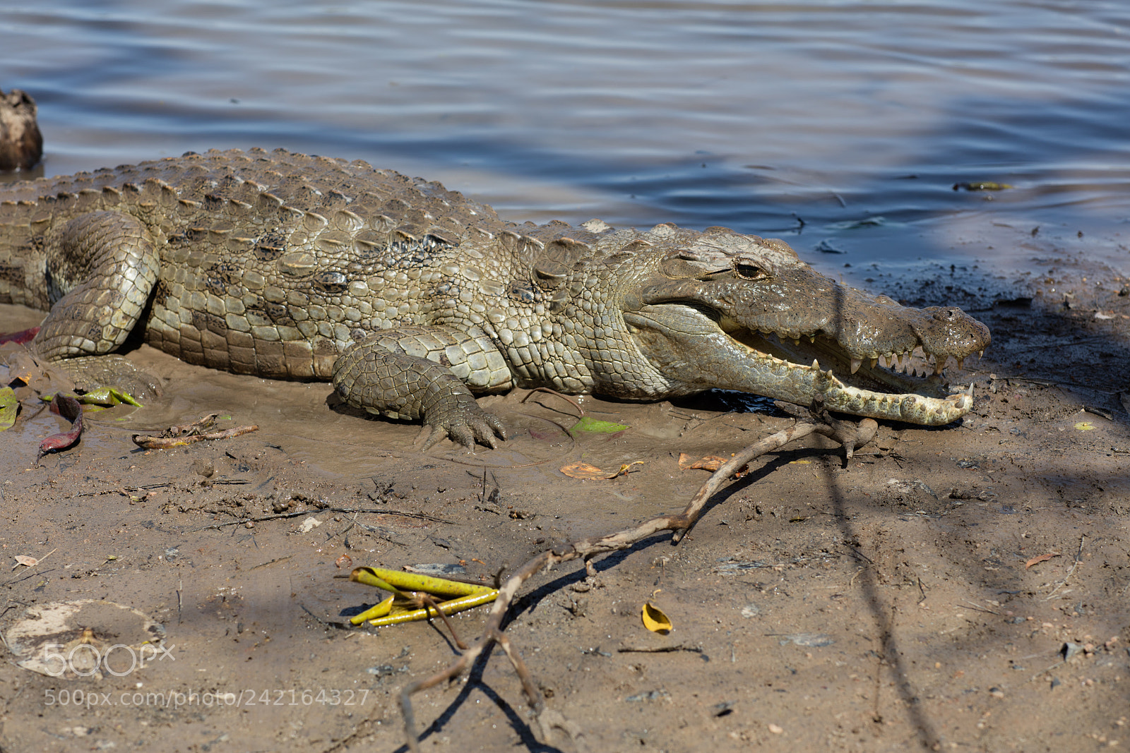 Canon EOS 5DS R sample photo. Sacred crocodile, burkina faso photography