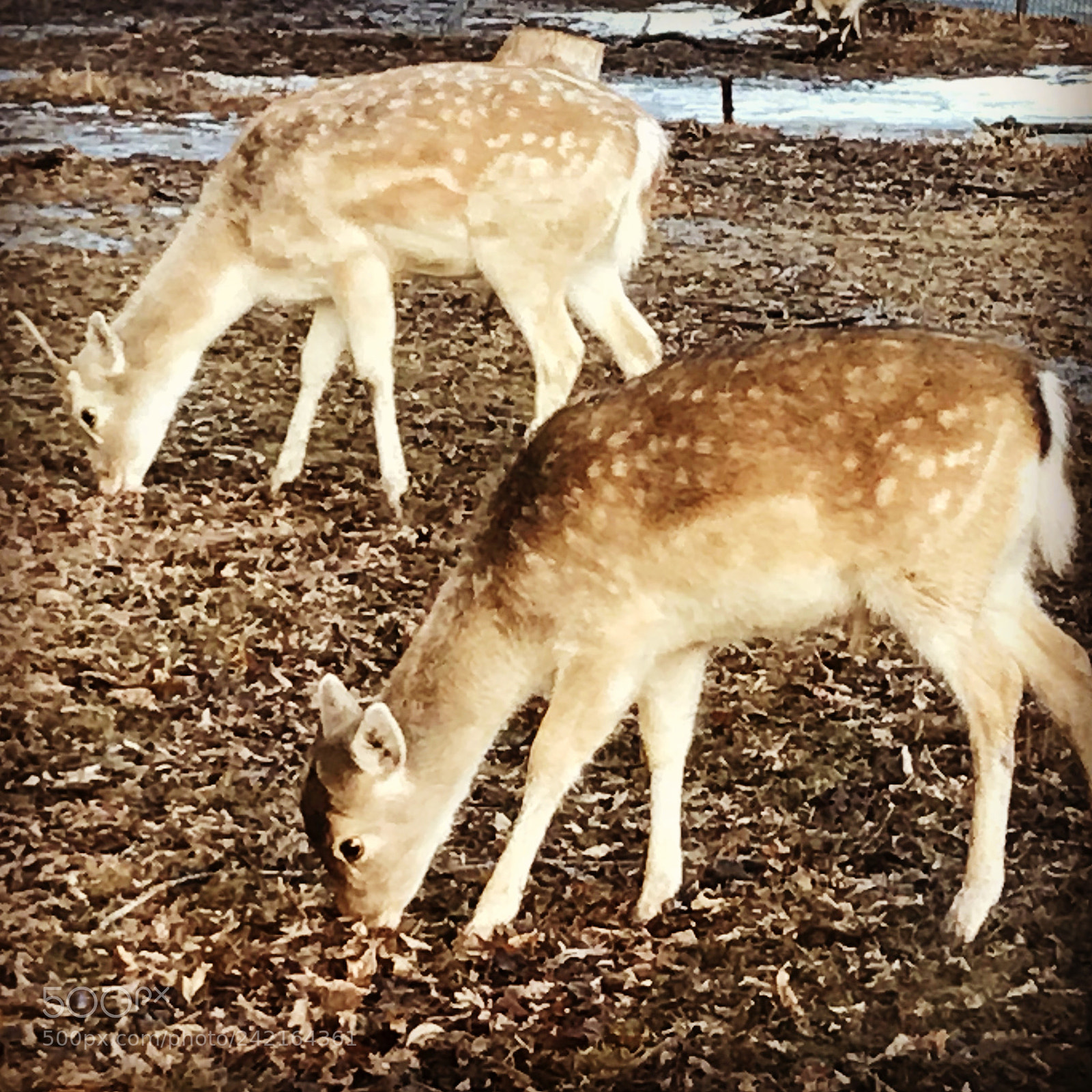 Apple iPhone 7 sample photo. Twins photography