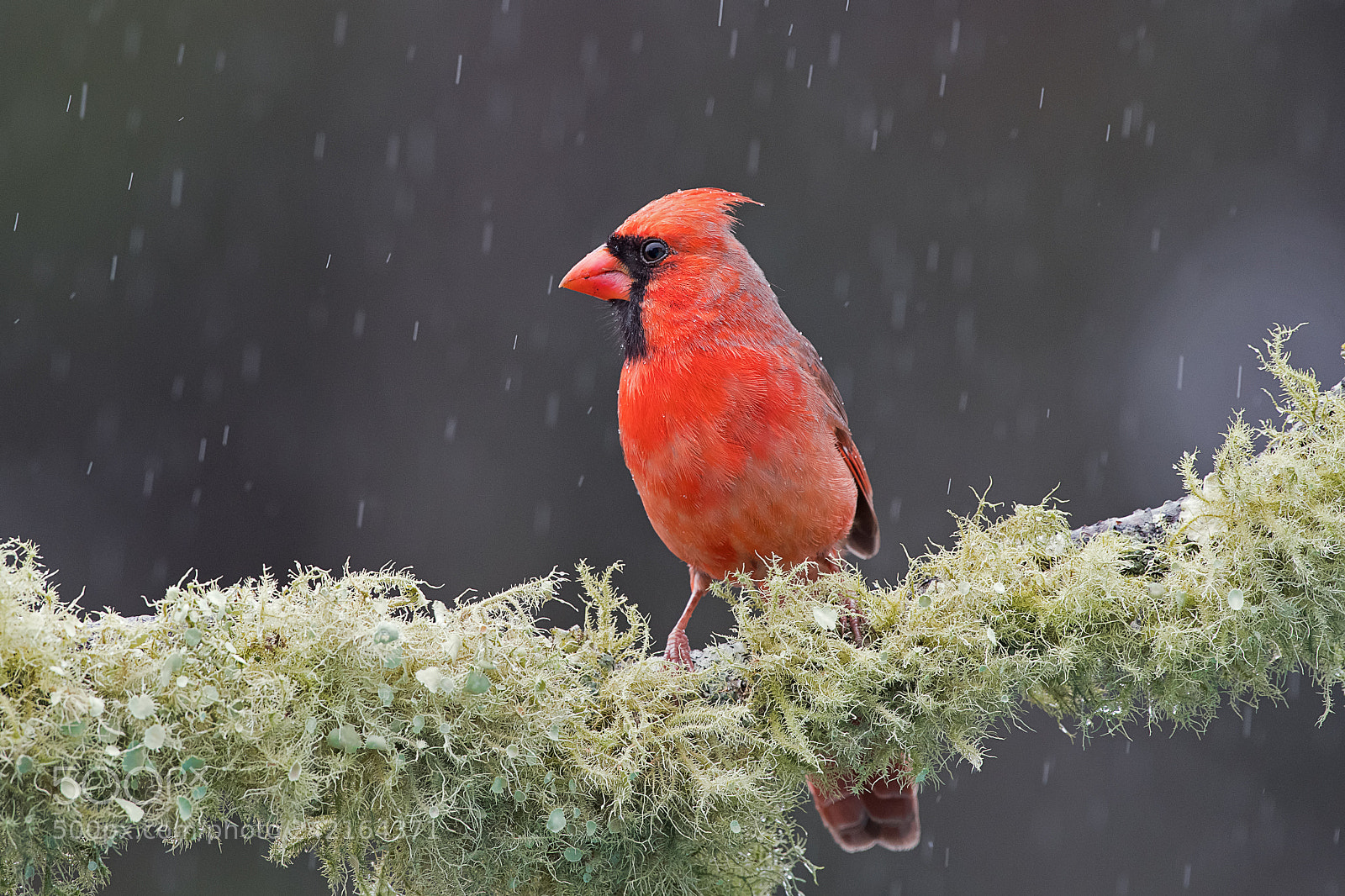 Nikon D500 sample photo. Cardinal in the rain photography
