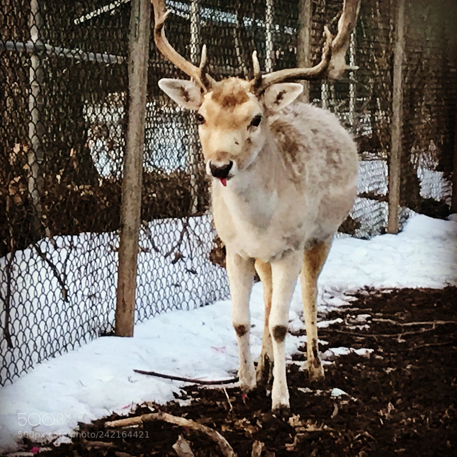 Apple iPhone 7 sample photo. Antlers photography
