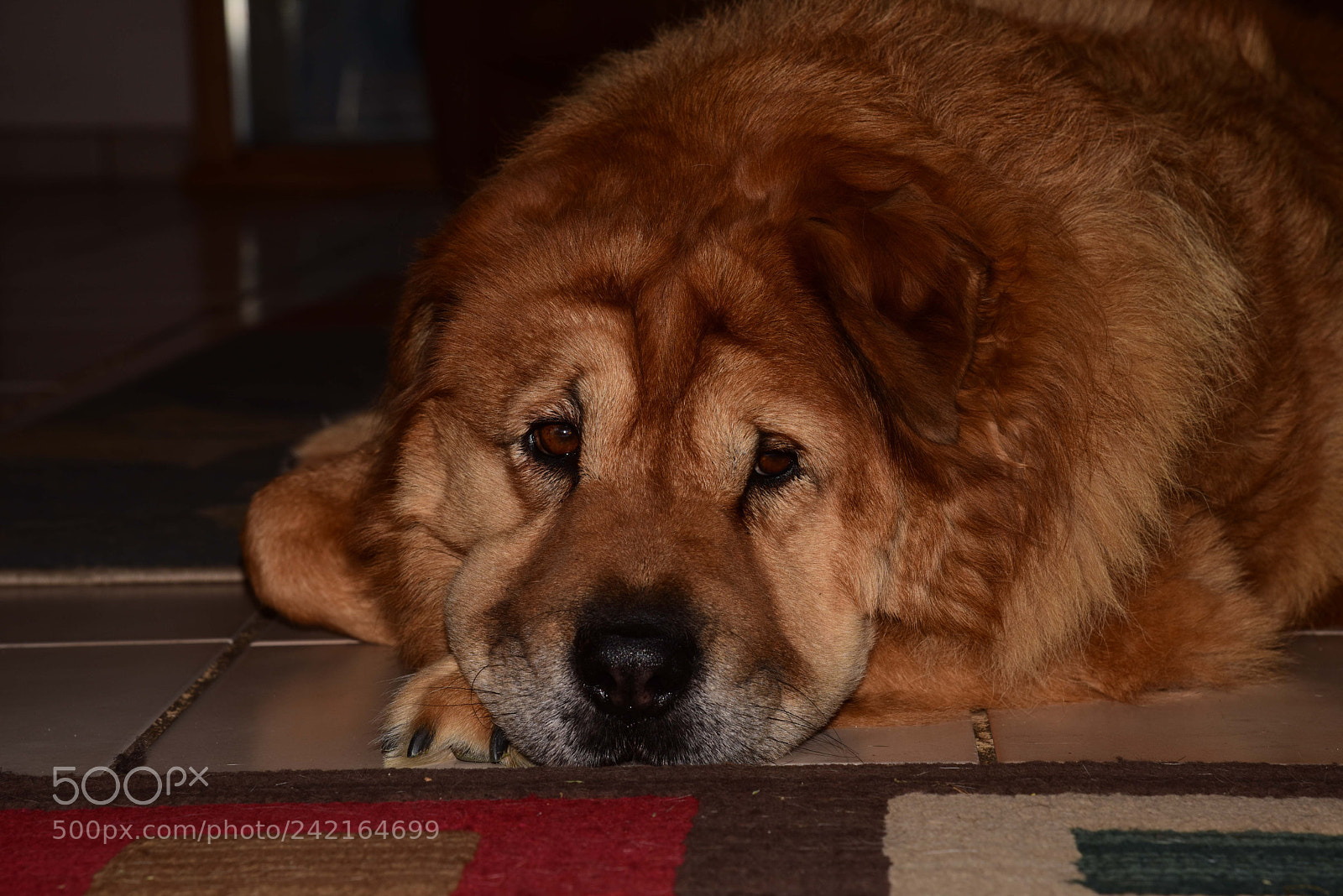 Nikon D810 sample photo. Theo1 photography