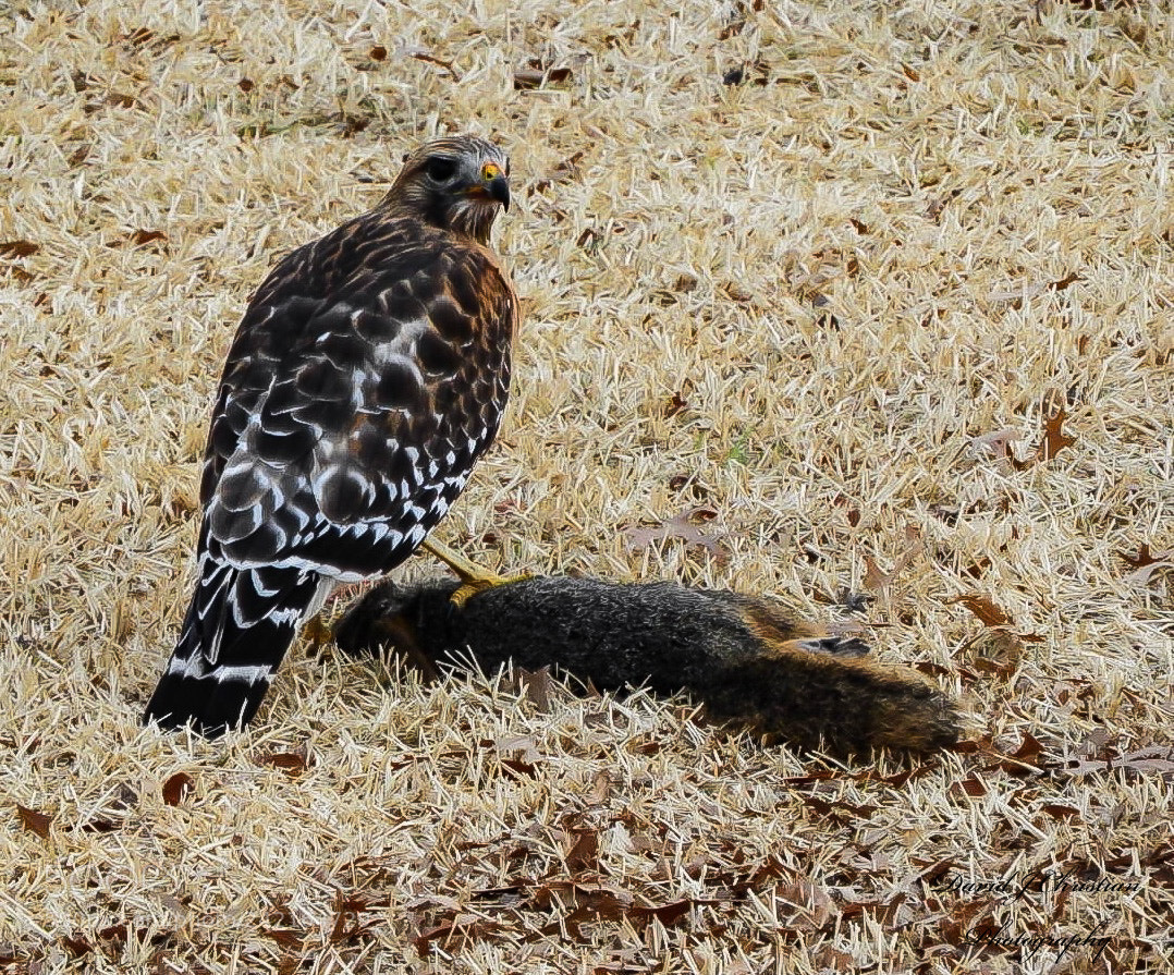 Nikon Coolpix B700 sample photo. Chicken hawk with it photography