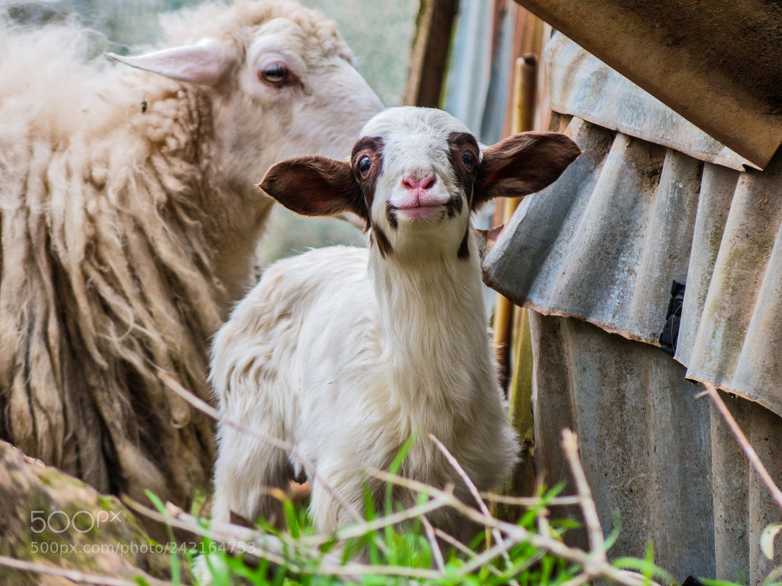 Canon PowerShot G16 sample photo. Agnello photography