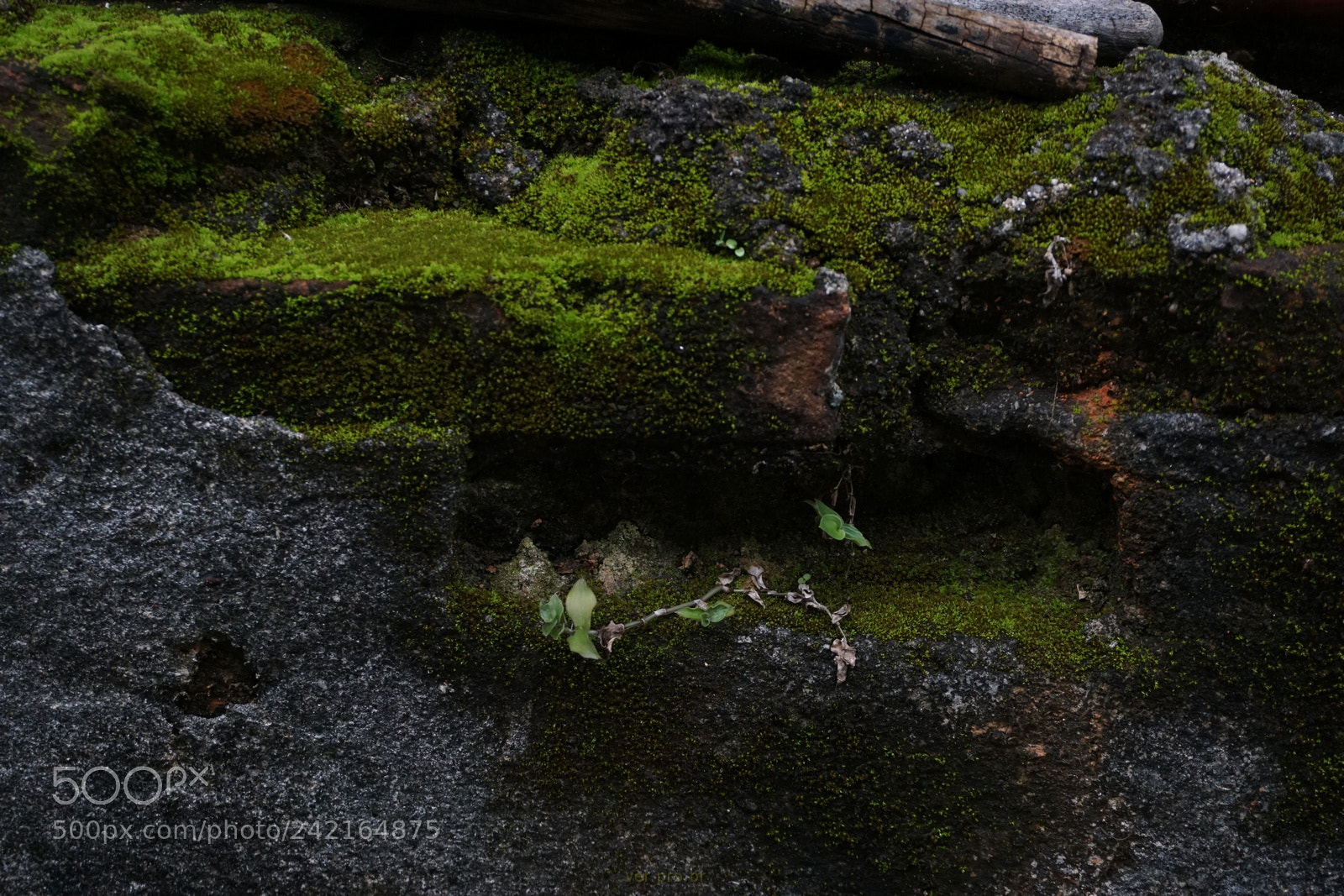 Sony a6000 + Sony E 18-50mm F4-5.6 sample photo. Limo no muro photography