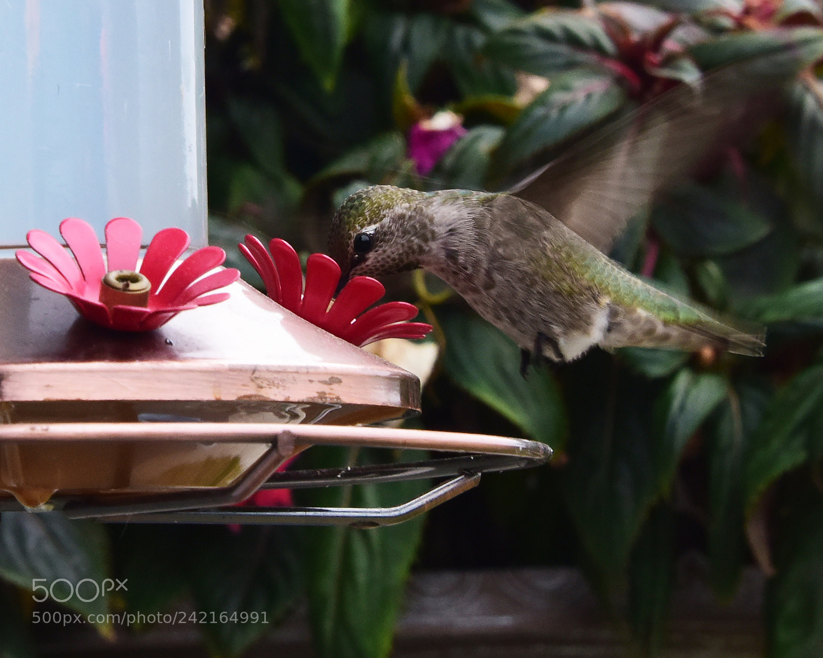 Nikon D810 sample photo. Hummingbird photography