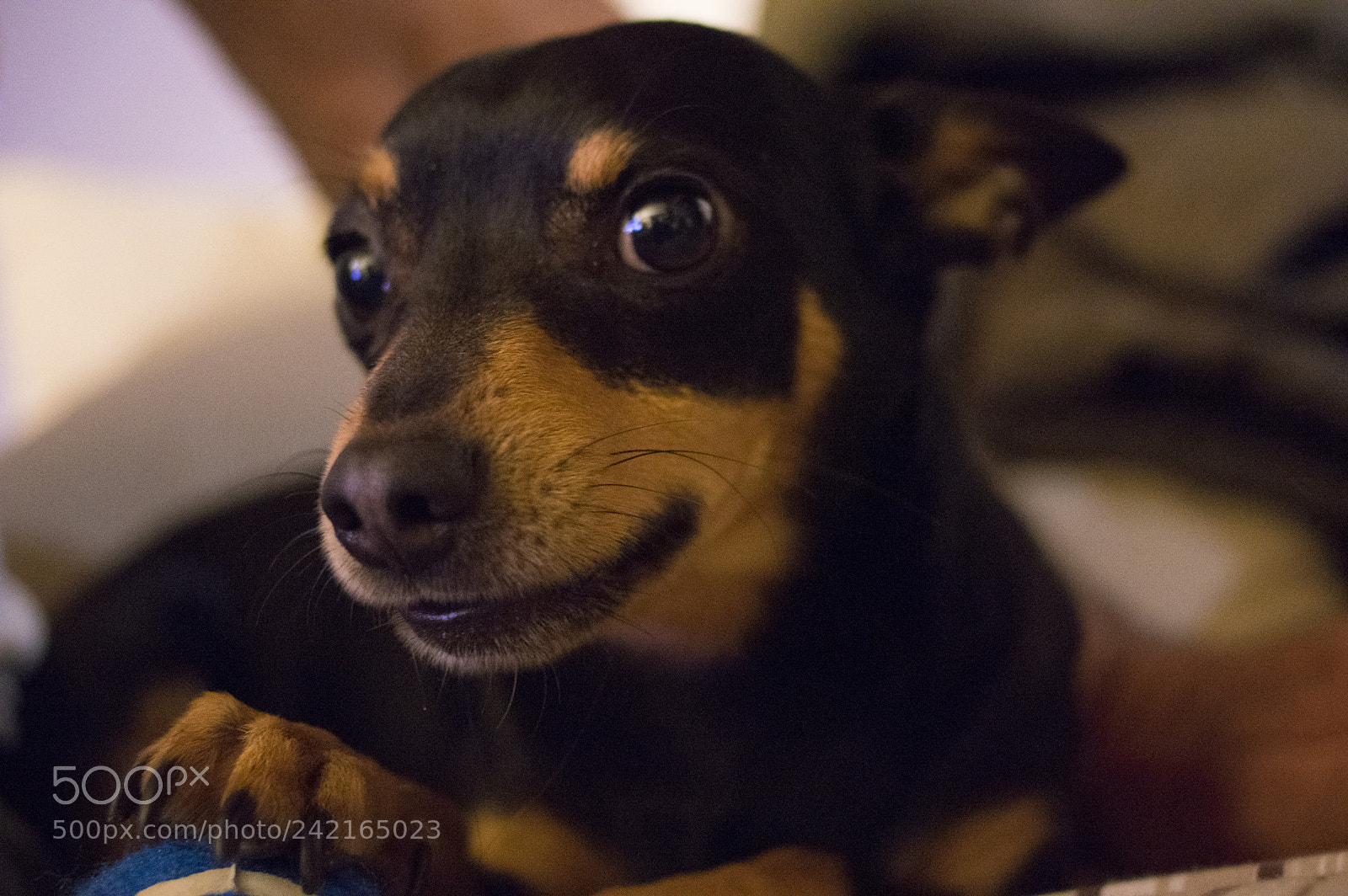 Pentax K-3 II sample photo. Non toccare!! photography