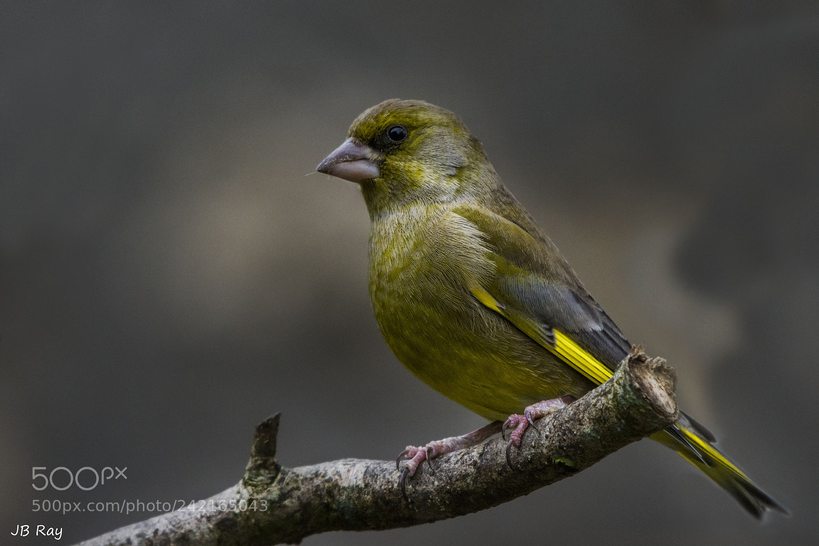 Nikon D7200 sample photo. European greenfinch photography