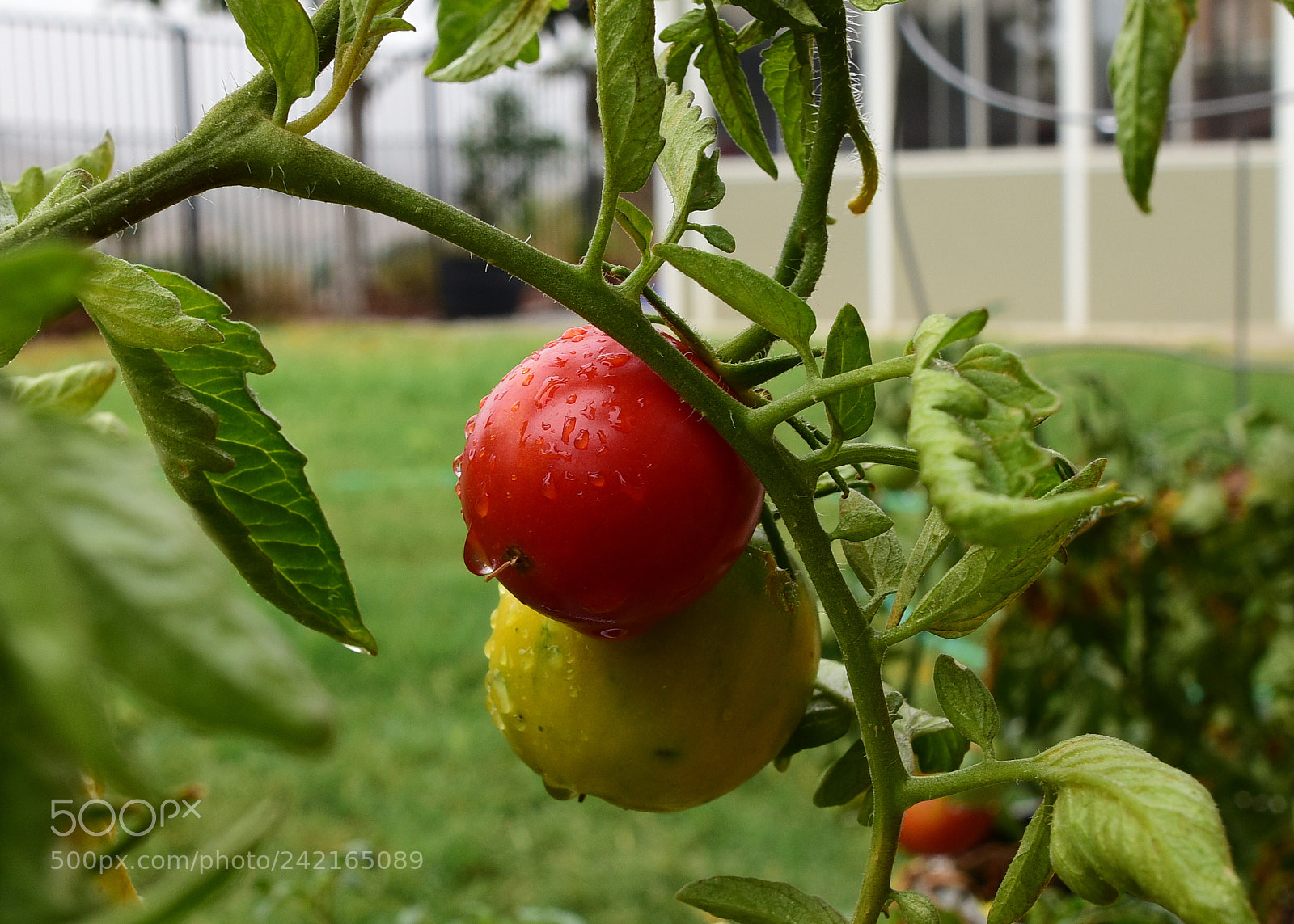 Nikon D810 sample photo. Cherry photography