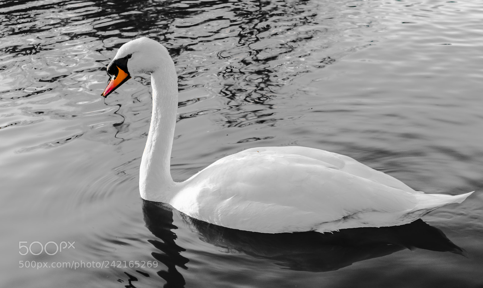 Nikon D3400 sample photo. Swan on peoples park photography