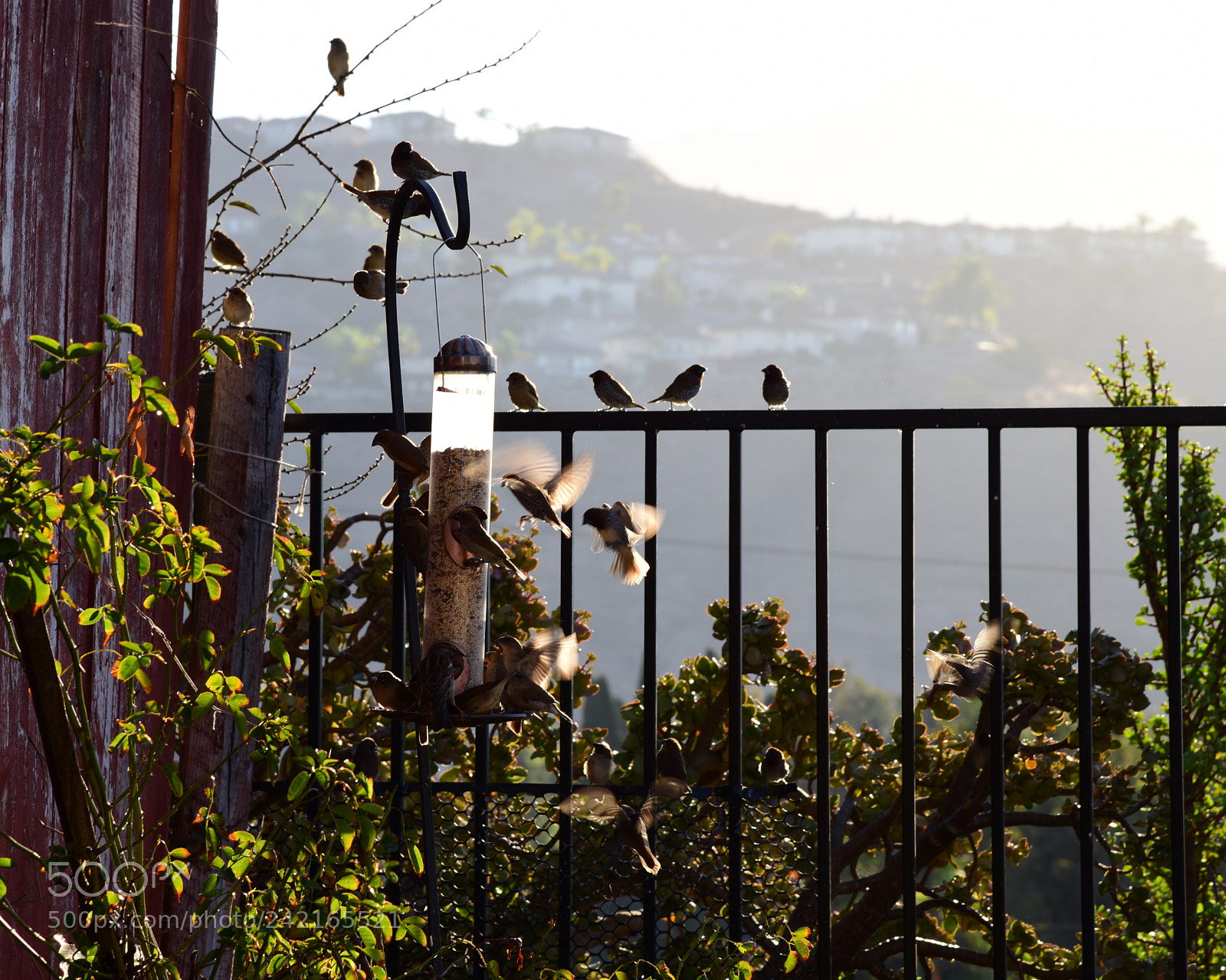 Nikon D810 sample photo. Birdies photography