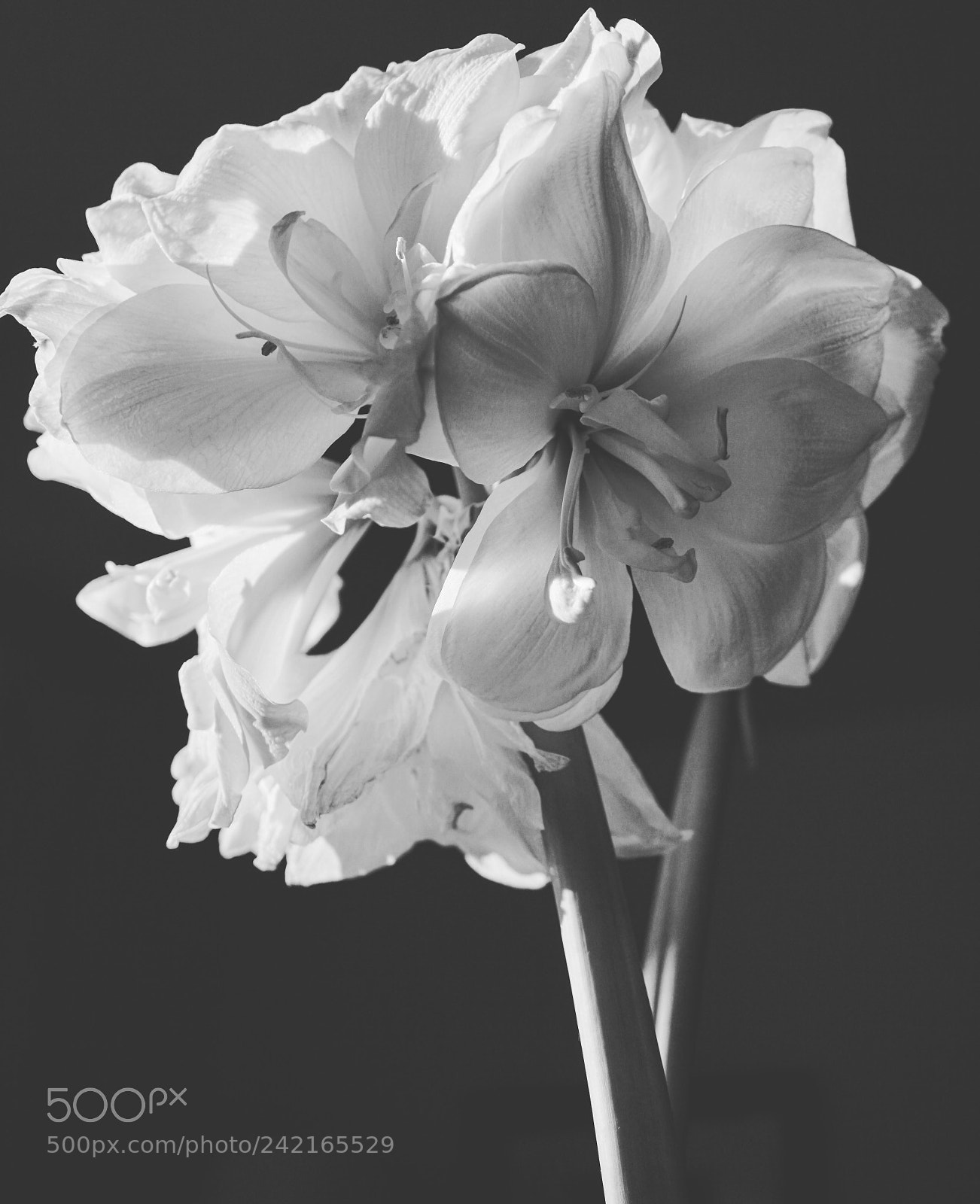 Sony a6500 sample photo. Amaryllis photography