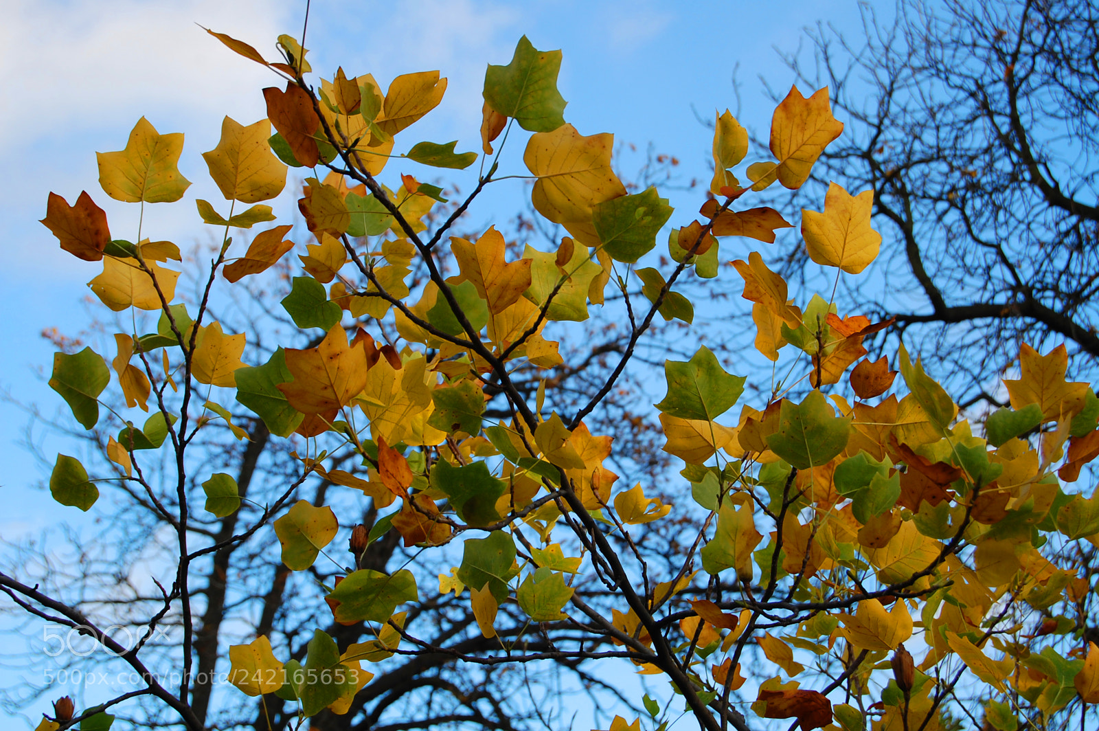 Nikon D40 sample photo. Autumn photography