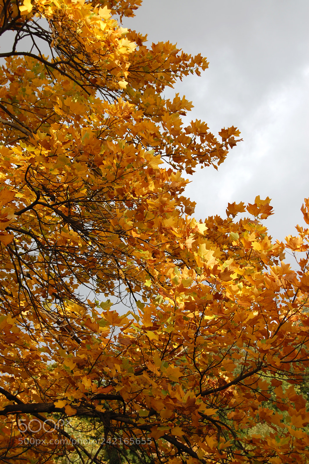 Nikon D40 sample photo. Golden autumn photography