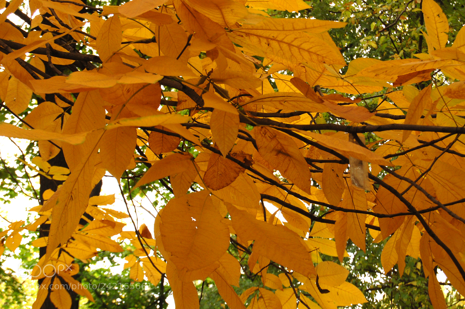 Nikon D40 sample photo. Golden leaves photography