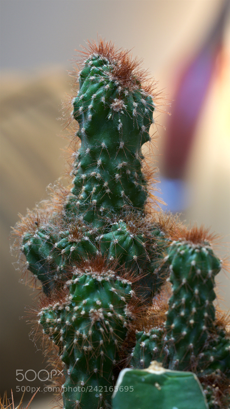 Nikon D5300 sample photo. Cactus photography