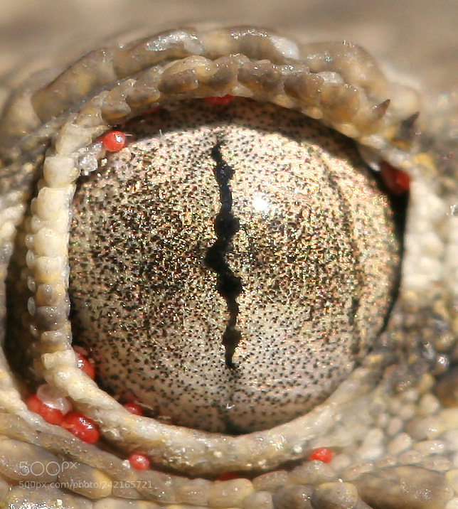 Canon EOS 20D sample photo. Oeil de tarente photography