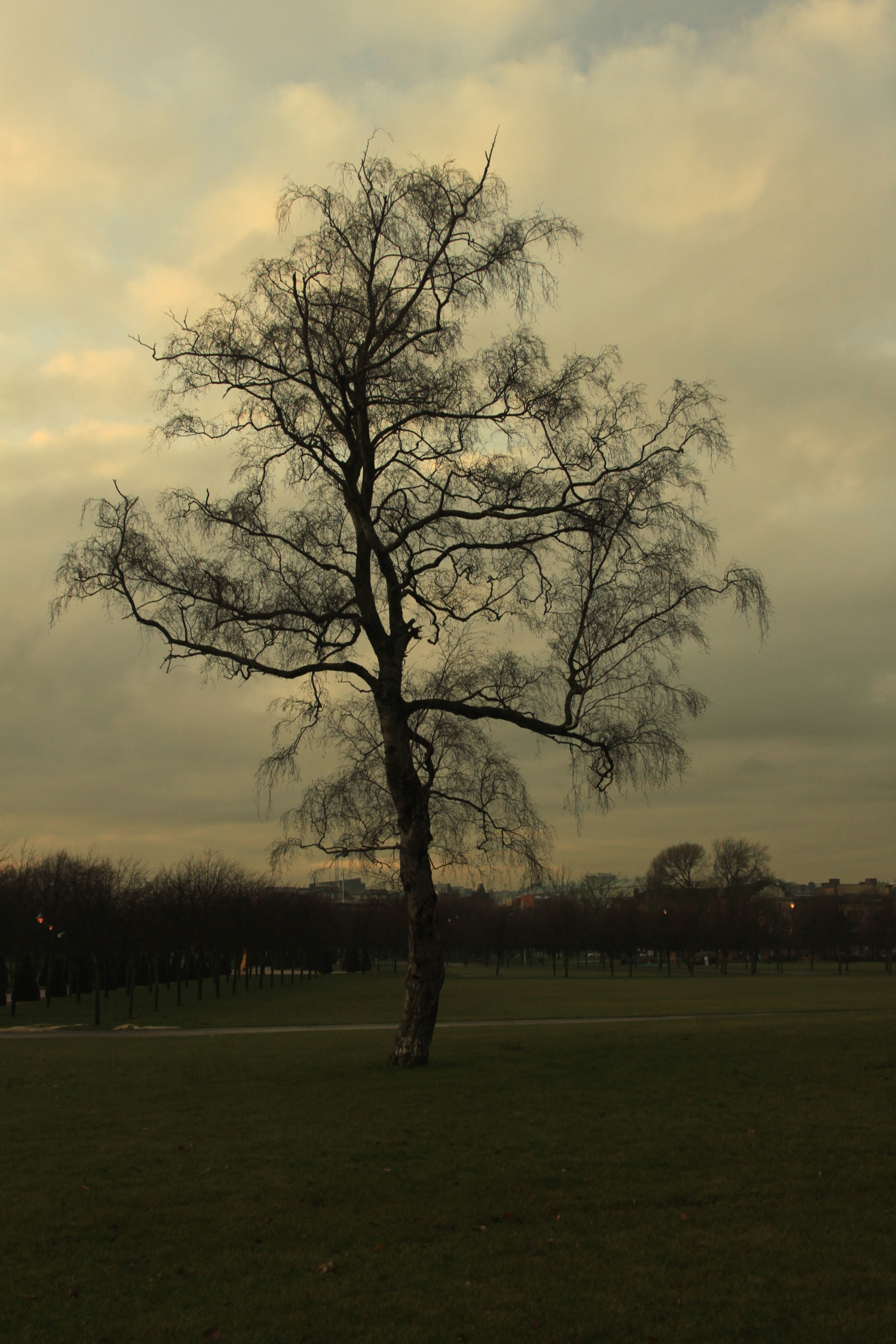 Canon EF-S 18-55mm F3.5-5.6 II sample photo. Tree photography