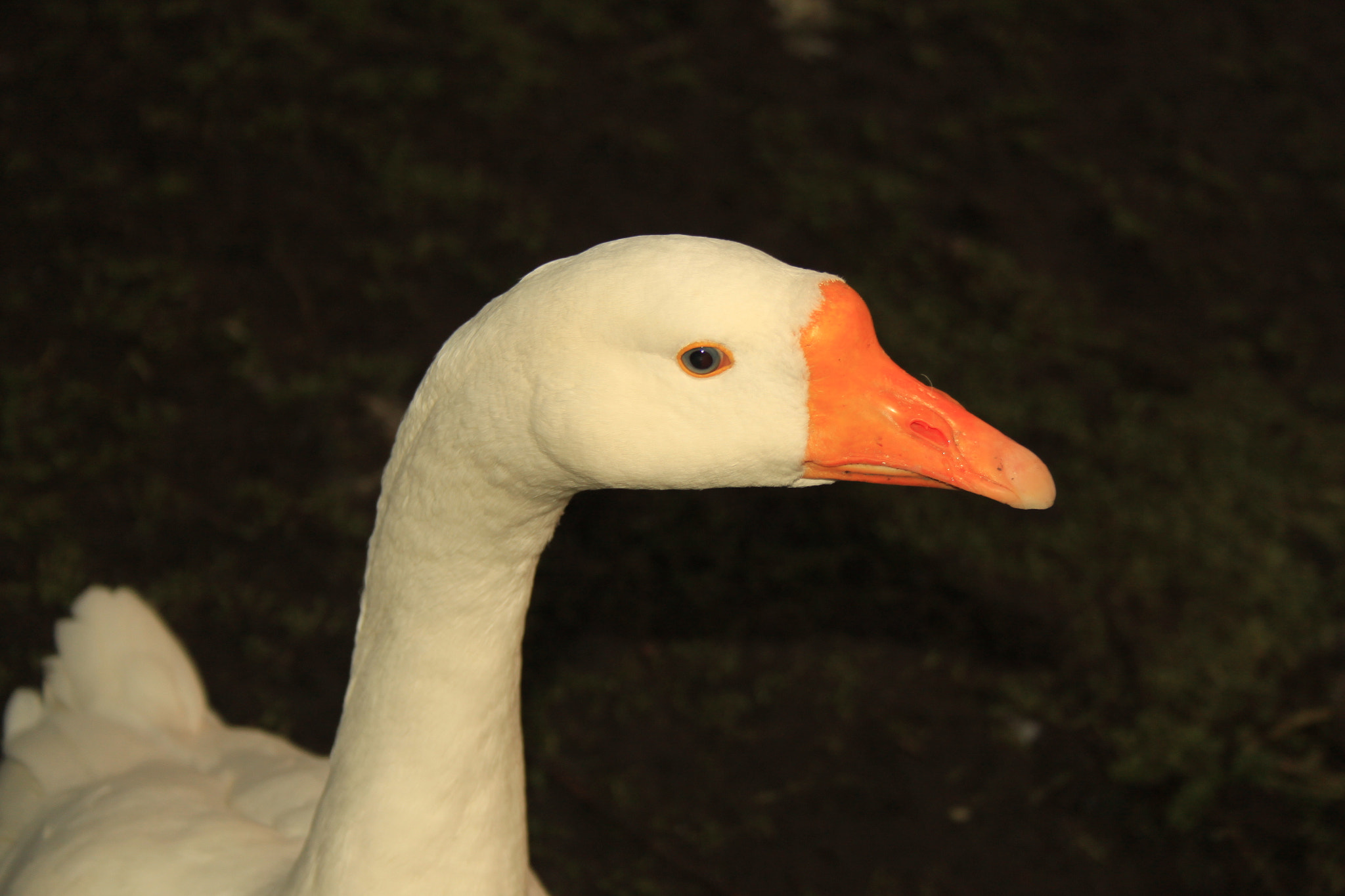 Canon EF-S 18-55mm F3.5-5.6 II sample photo. Goose photography