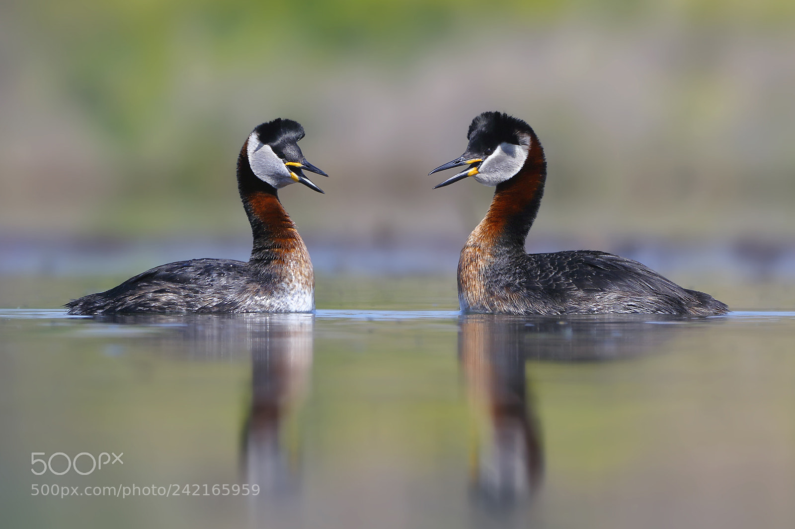 Canon EOS 7D Mark II sample photo. Kizilboyunlu batagan red-necked grebe photography
