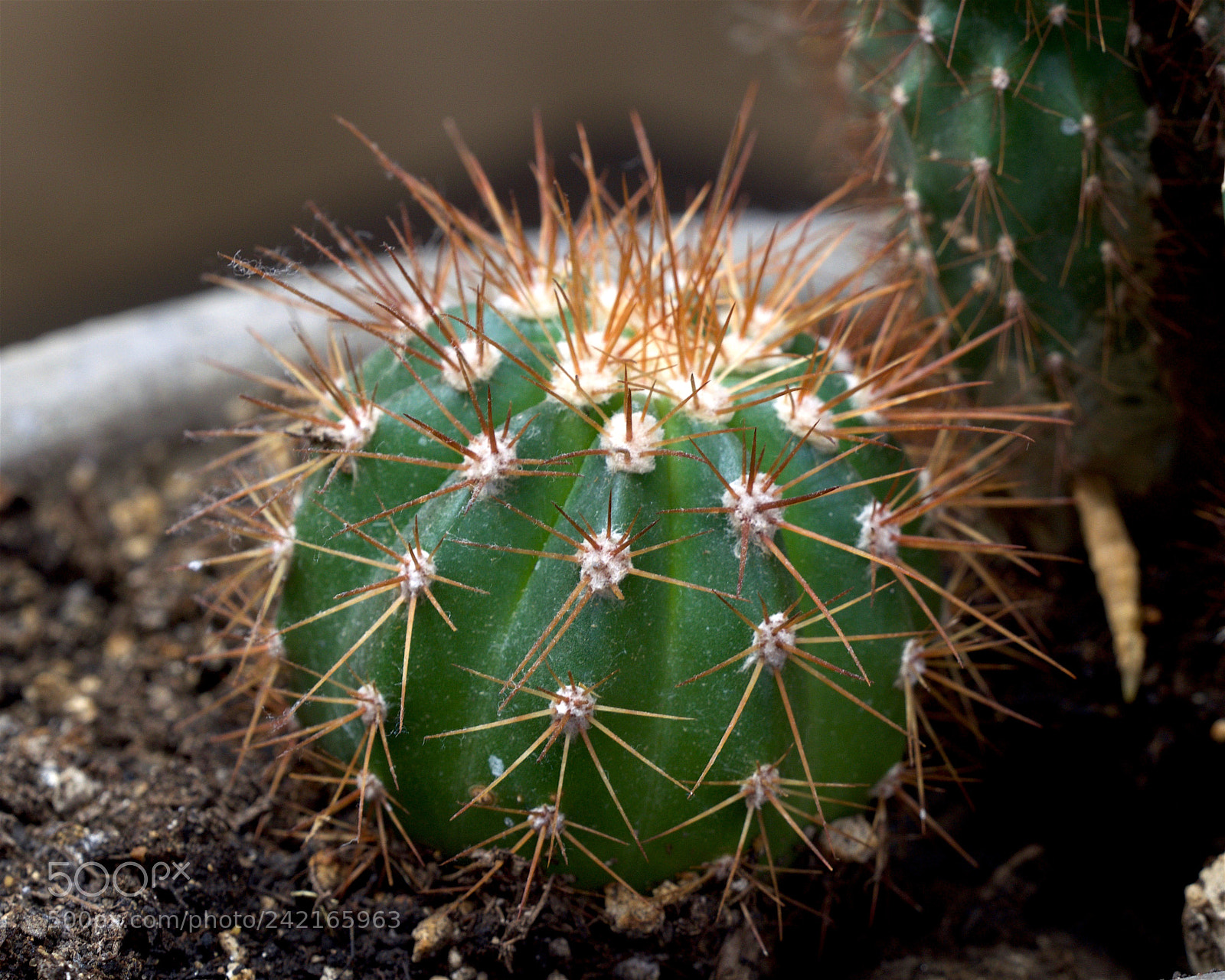 Nikon D5300 sample photo. Mini barrel cactus photography