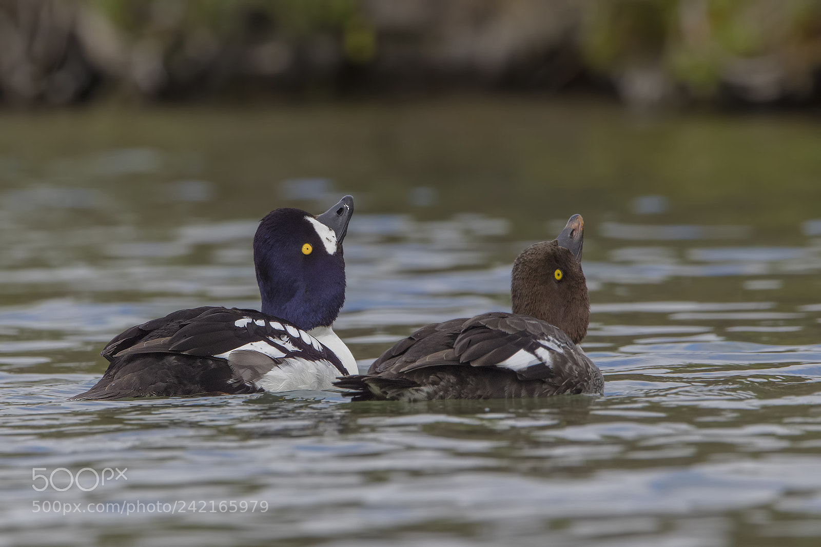 Canon EOS 7D Mark II sample photo. Altin g z golden photography